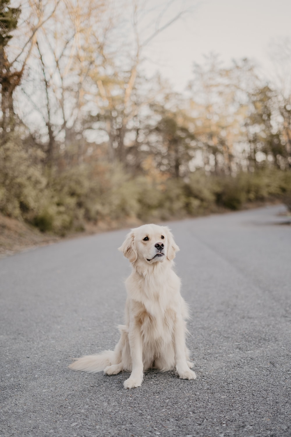 1000x1500 Short Coated White Dog Photo, Phone