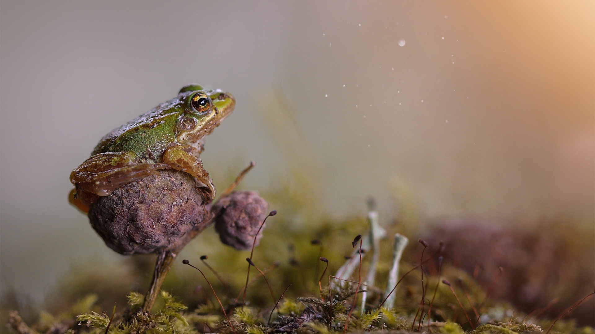 1920x1080 Green frog sitting on the mushroom Desktop wallpaper, Desktop