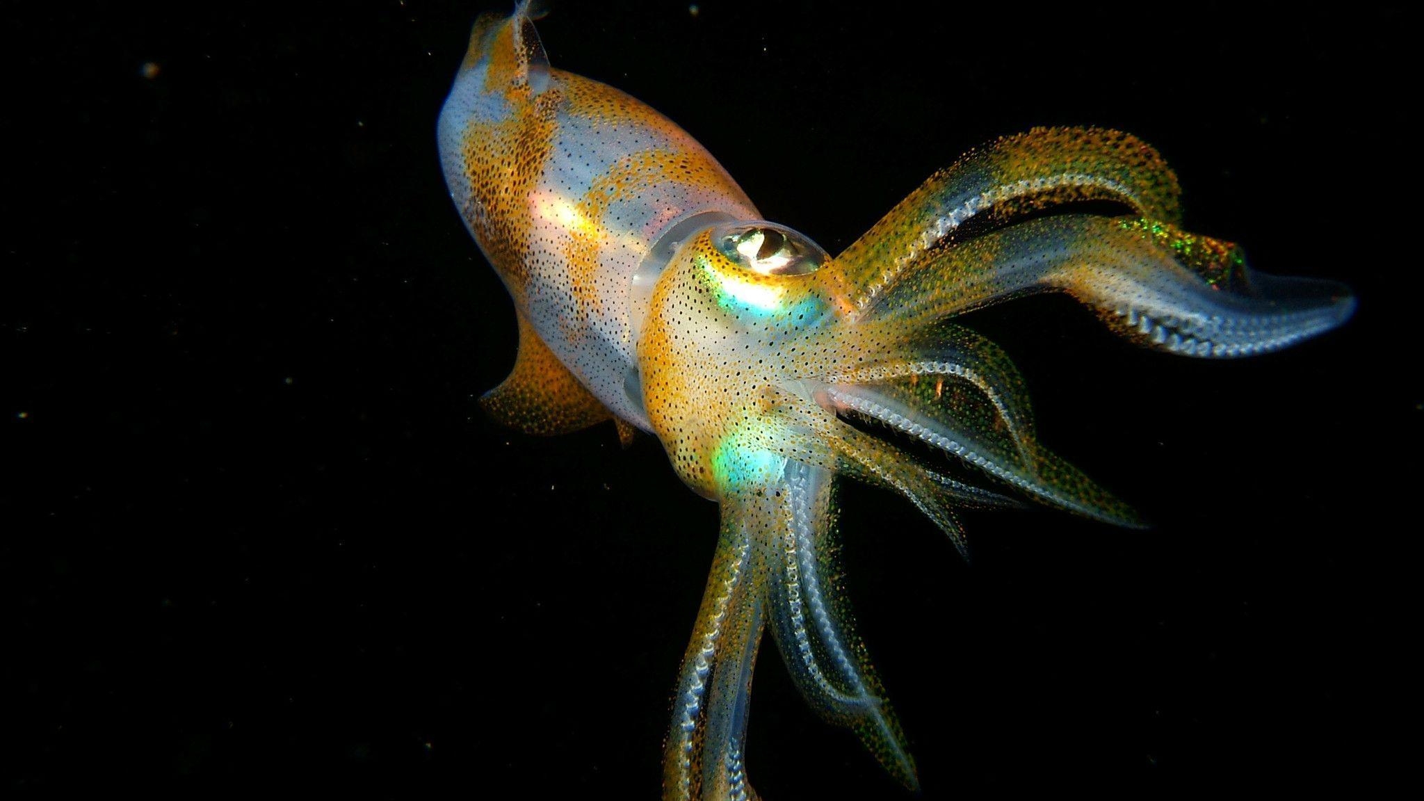 2050x1160 Animals, Squid Wallpaper, Desktop