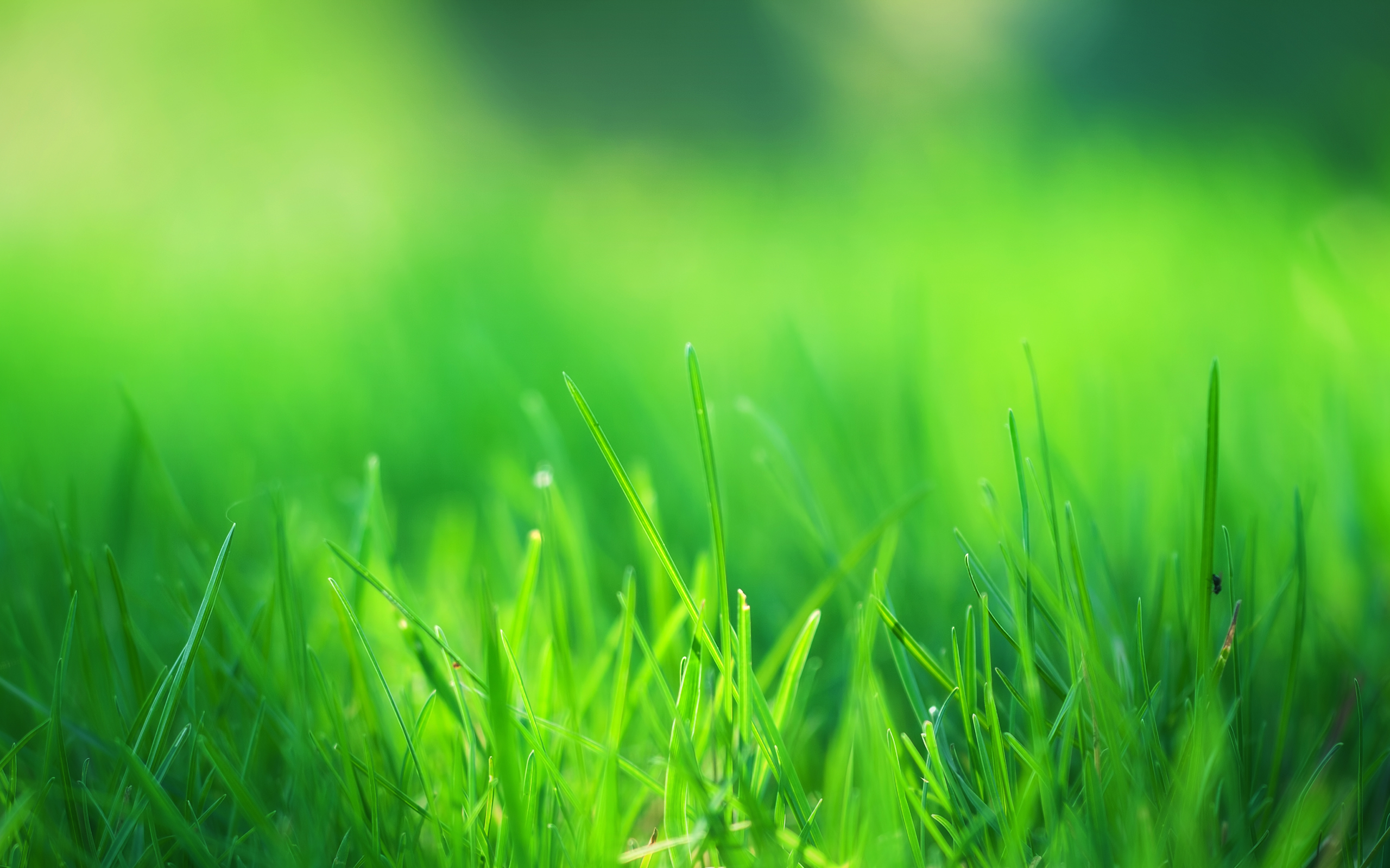 2560x1600 4K Green Grass Wallpaper High Quality, Desktop