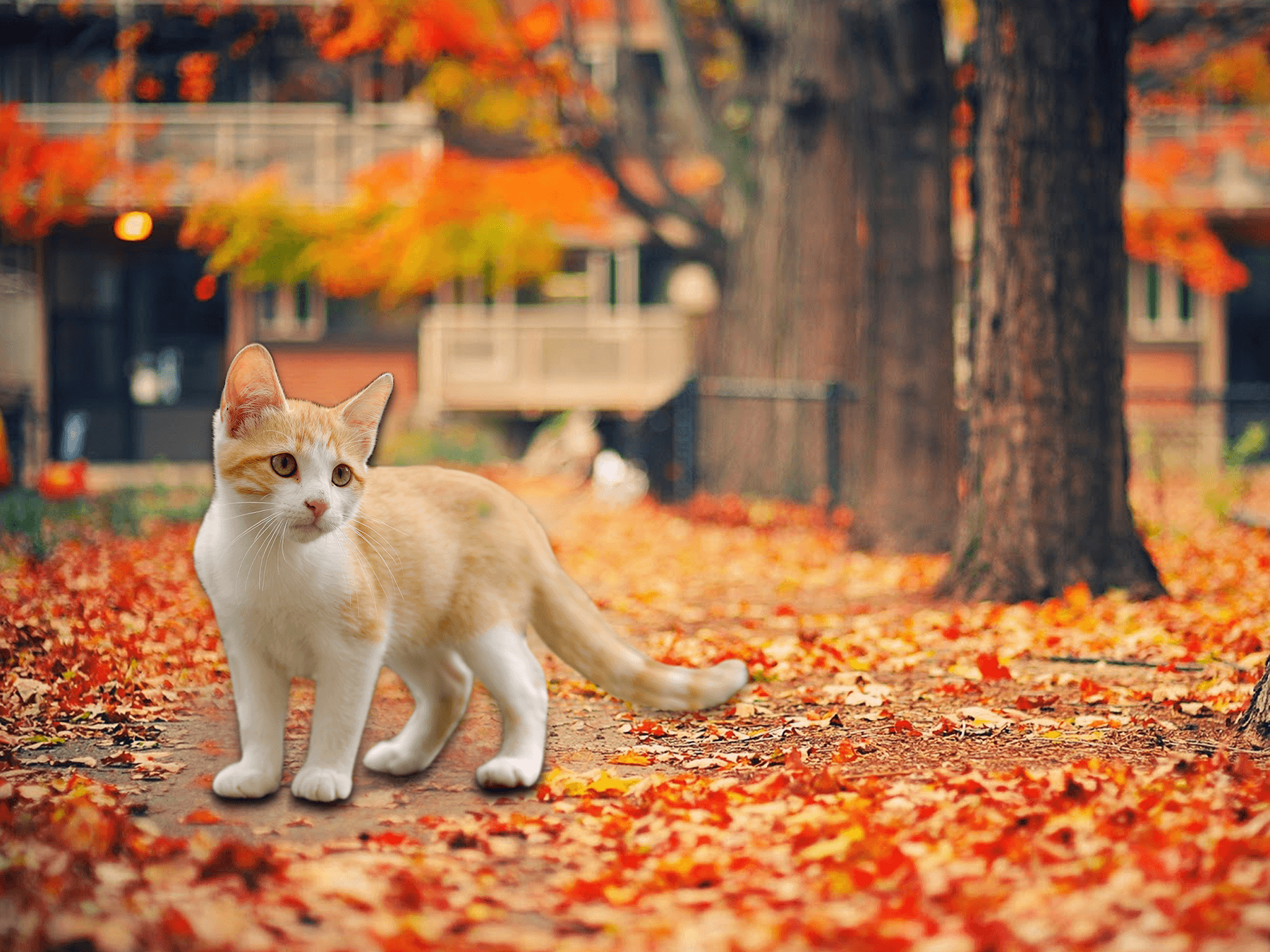 1800x1350 Thanksgiving Cat Desktop Wallpaper Free Thanksgiving Cat Desktop Background, Desktop