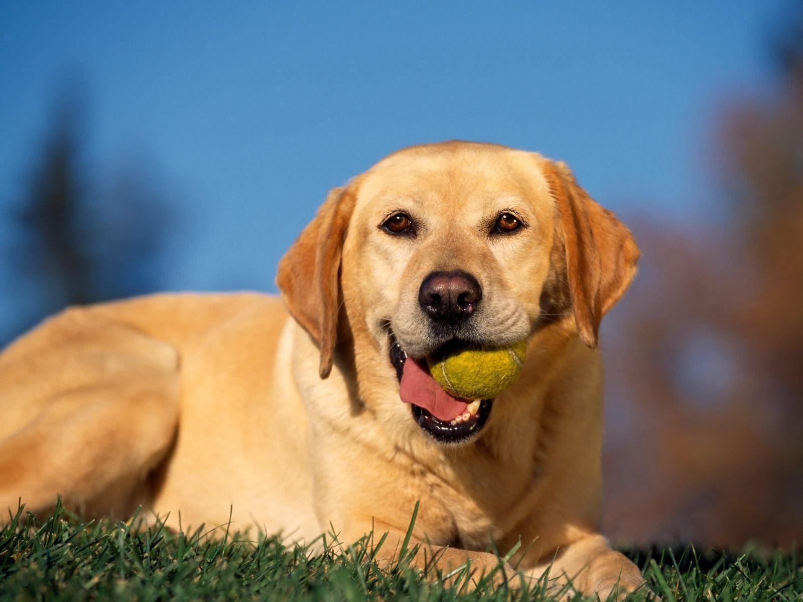 1600x1200 Labrador Retriever Wallpaper High Resolution and Quality Download, Desktop