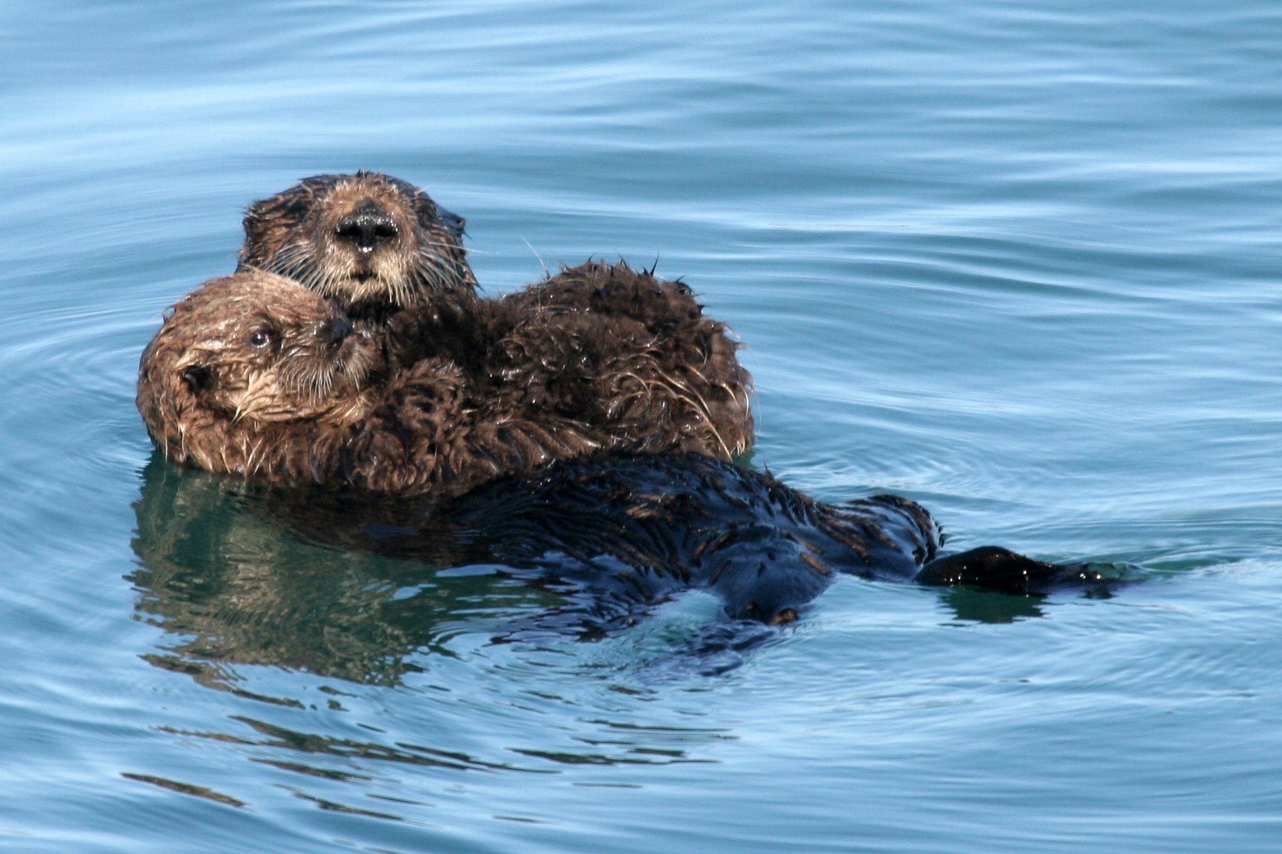 1840x1230 Sea Otter HD wallpaper 351777 Image HD Wallpaper. Wallfoy.com, Desktop