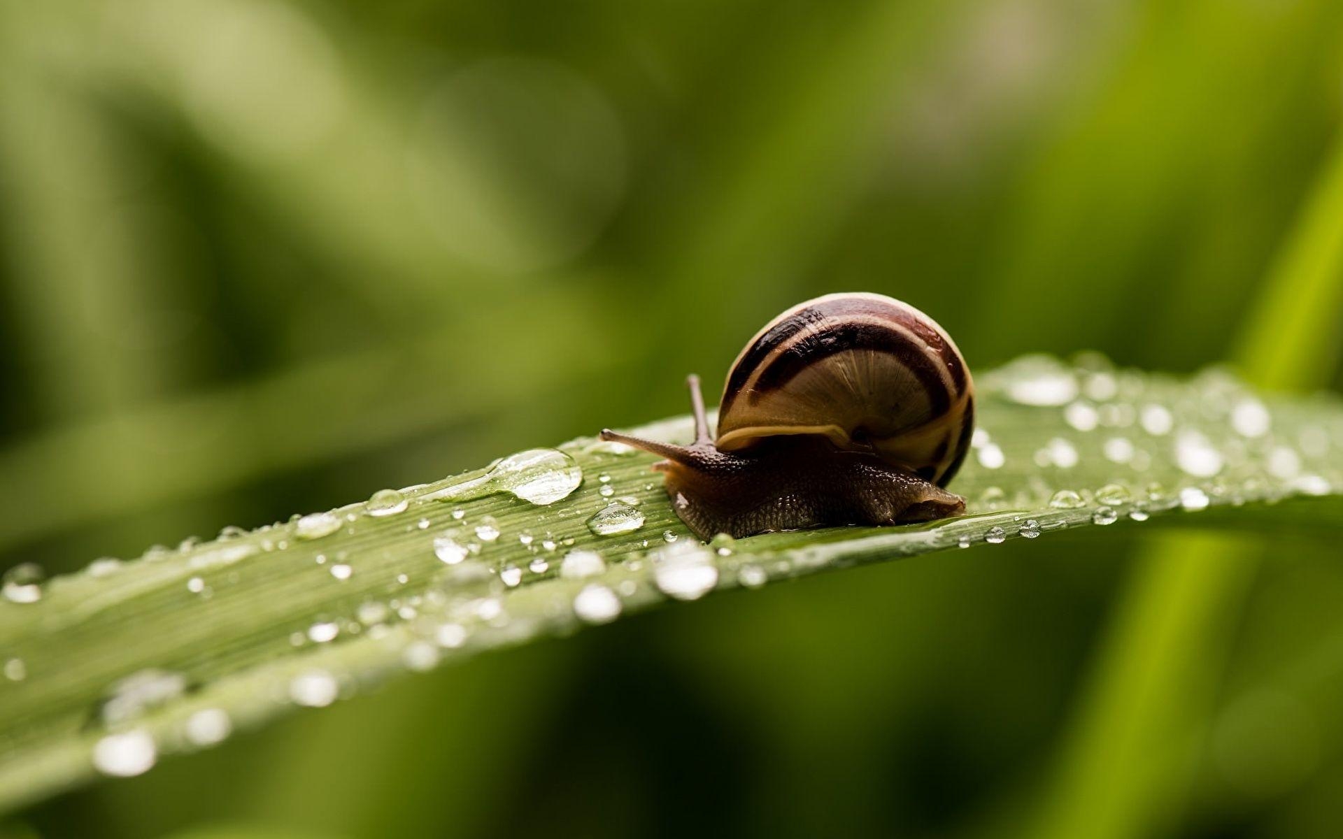 1920x1200 Snails Drops Grass Animals Closeup, Desktop