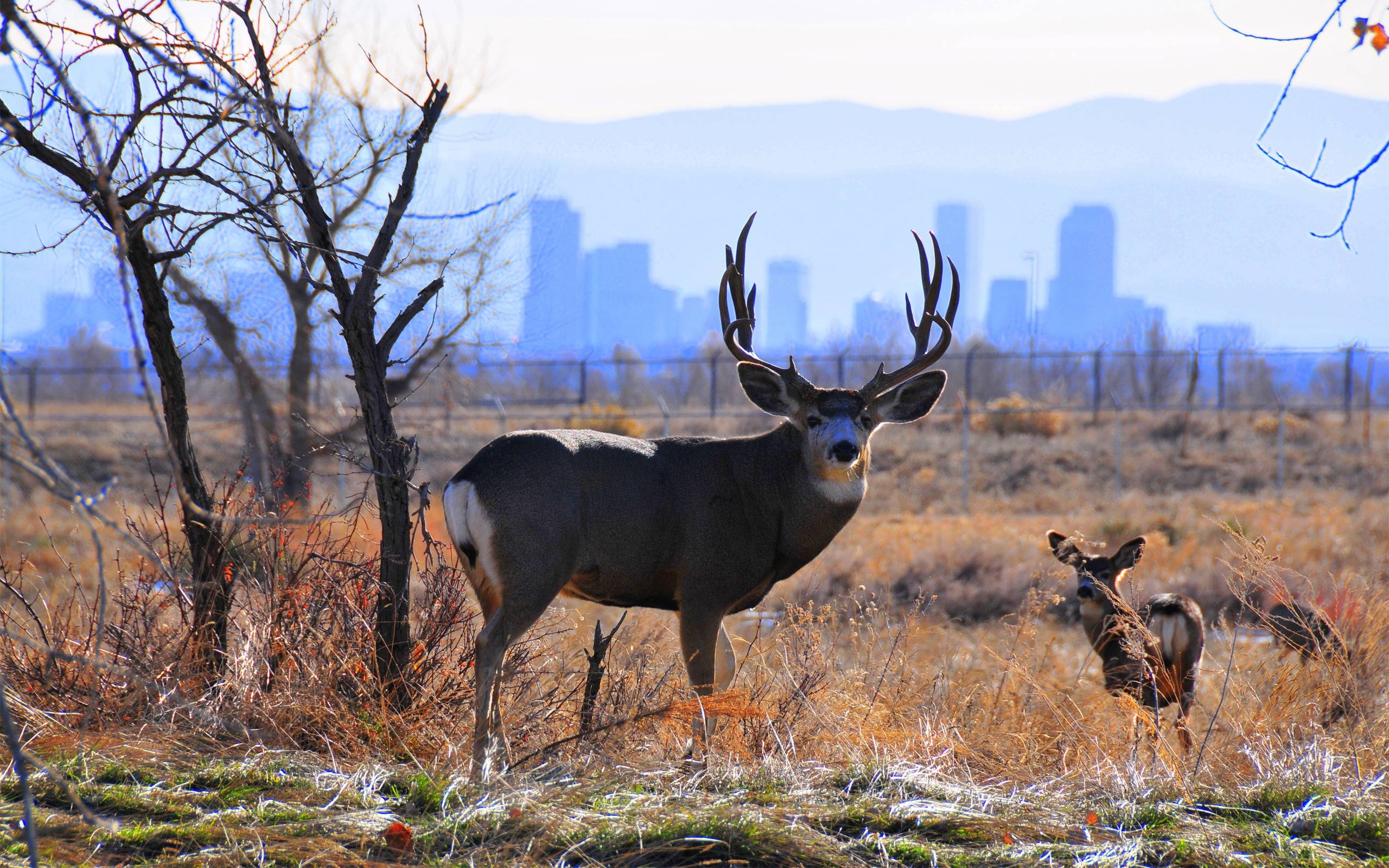 2560x1600 Mule Deer Wallpaper, Desktop