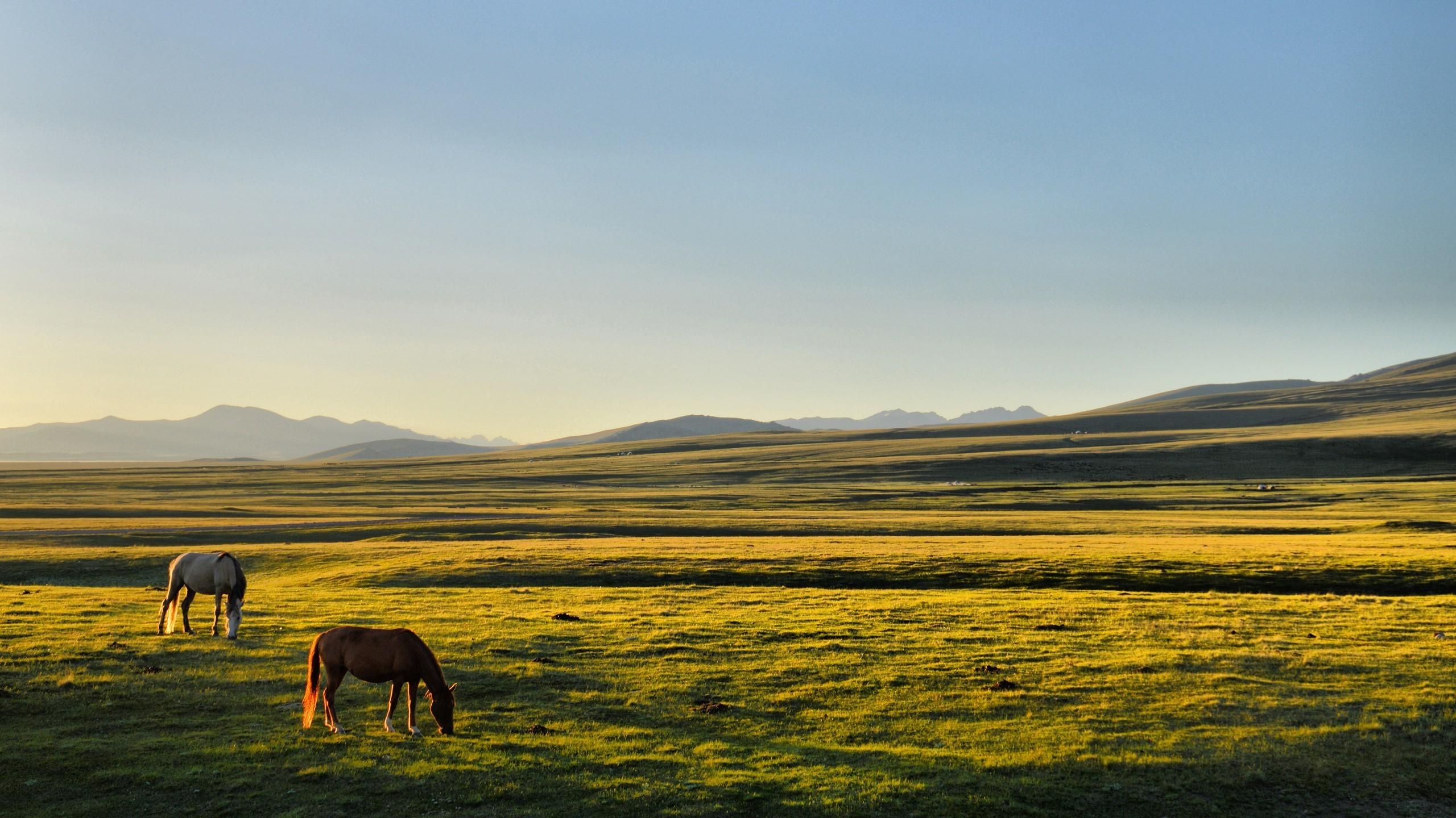 2560x1440 horse kyrgyzstan song kul plains Wallpaper HD / Desktop and Mobile, Desktop