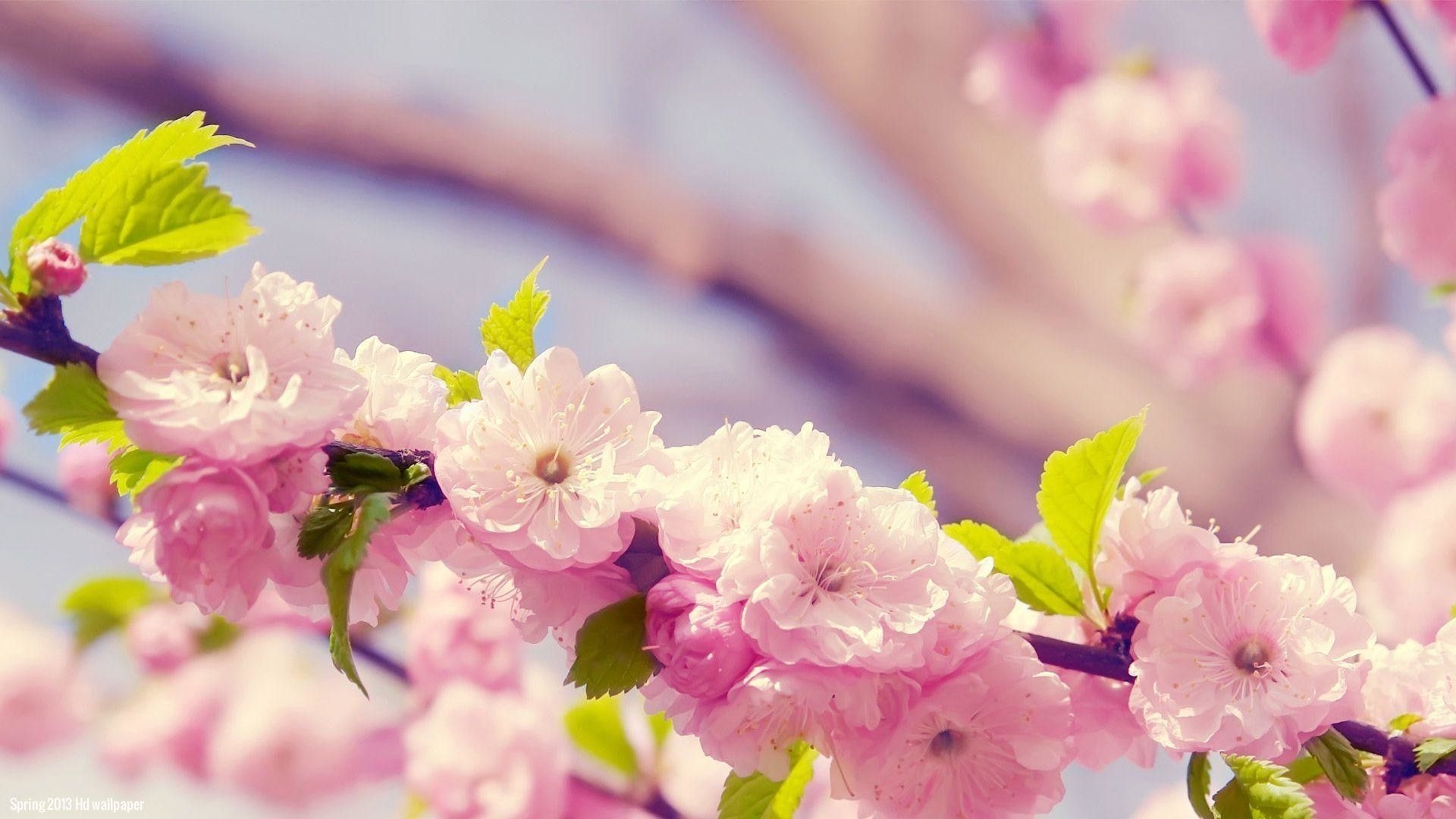 1920x1080 Pastel Spring Flowers Wallpaper Free Pastel Spring Flowers Background, Desktop