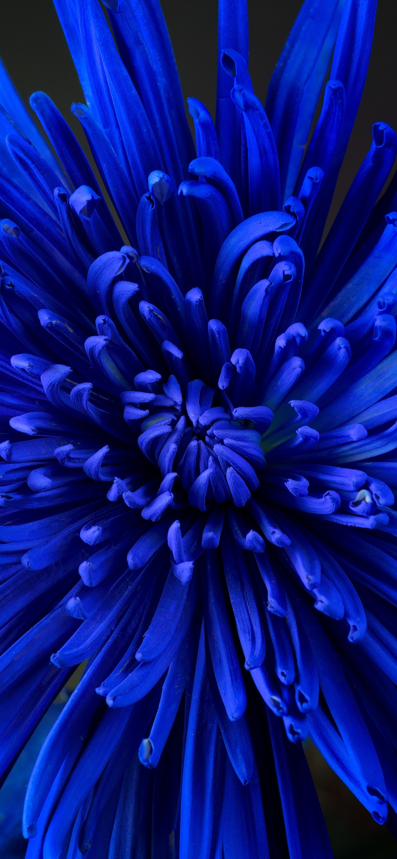 1290x2780 Blue flower Wallpaper 4K, Chrysanthemum, Blossom, Phone