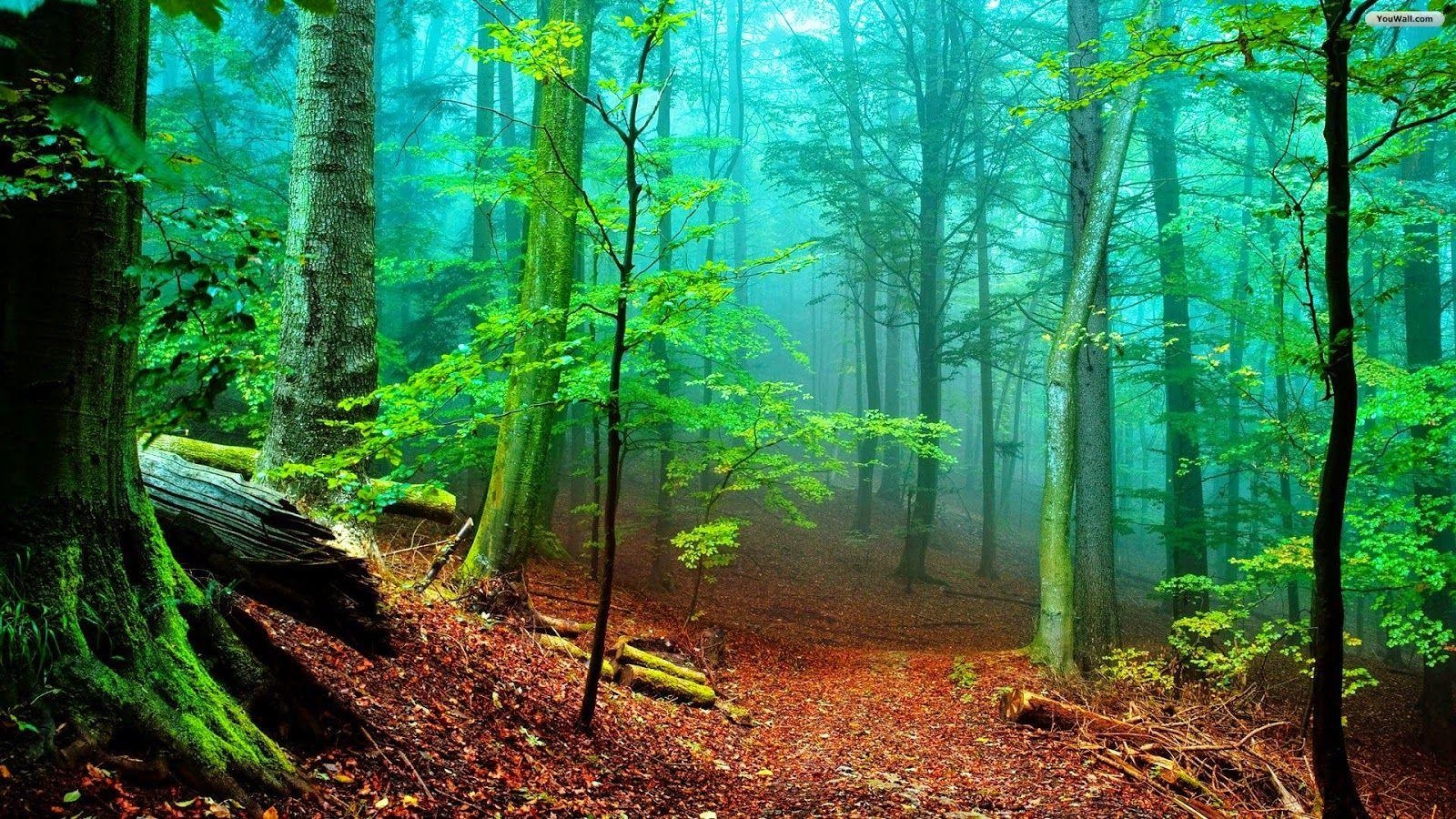 1600x900 PARMIONOVA: International Day of Forests 21 March, Desktop