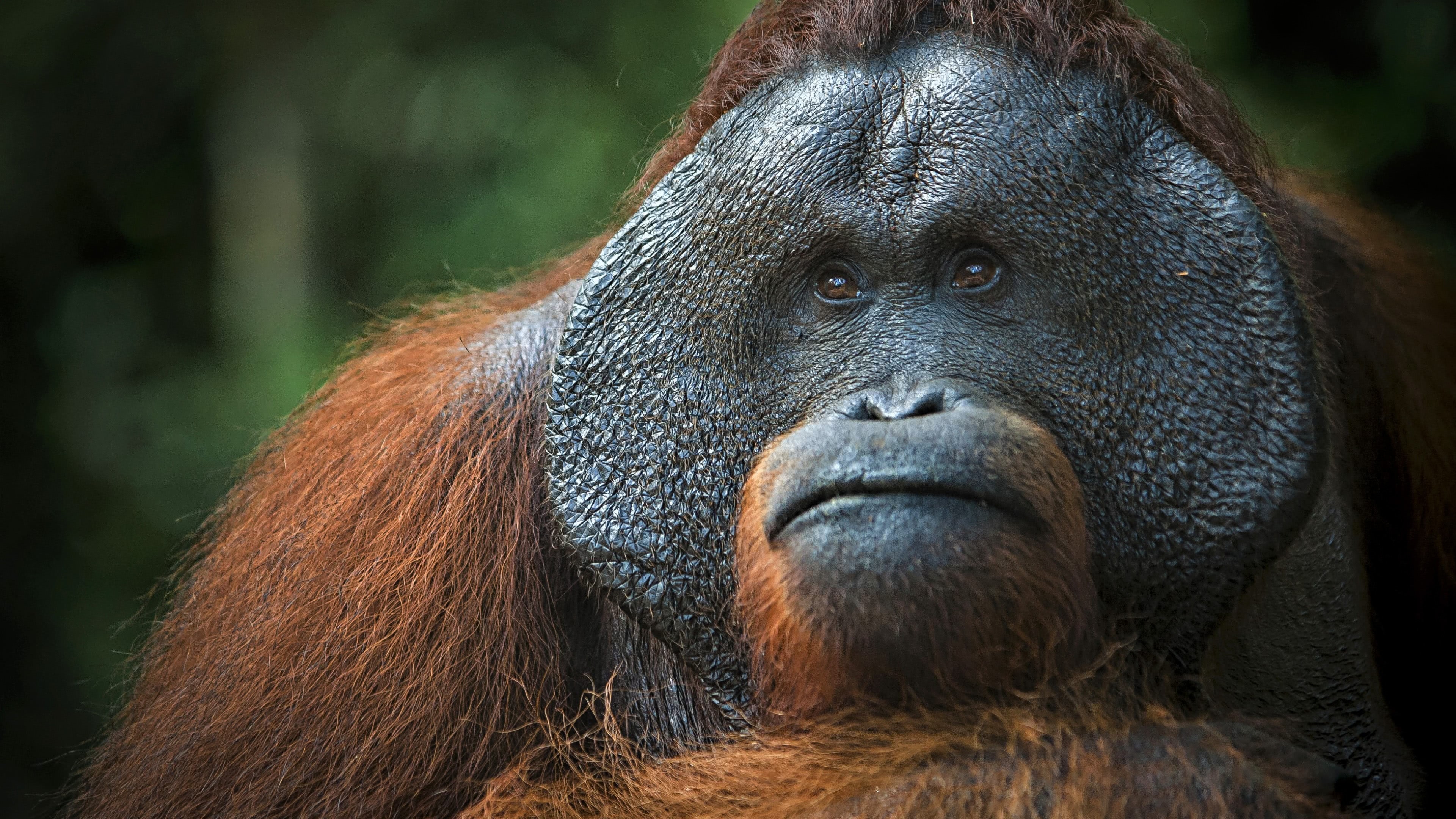 3840x2160 Orangutan UHD 4K Wallpaper, Desktop