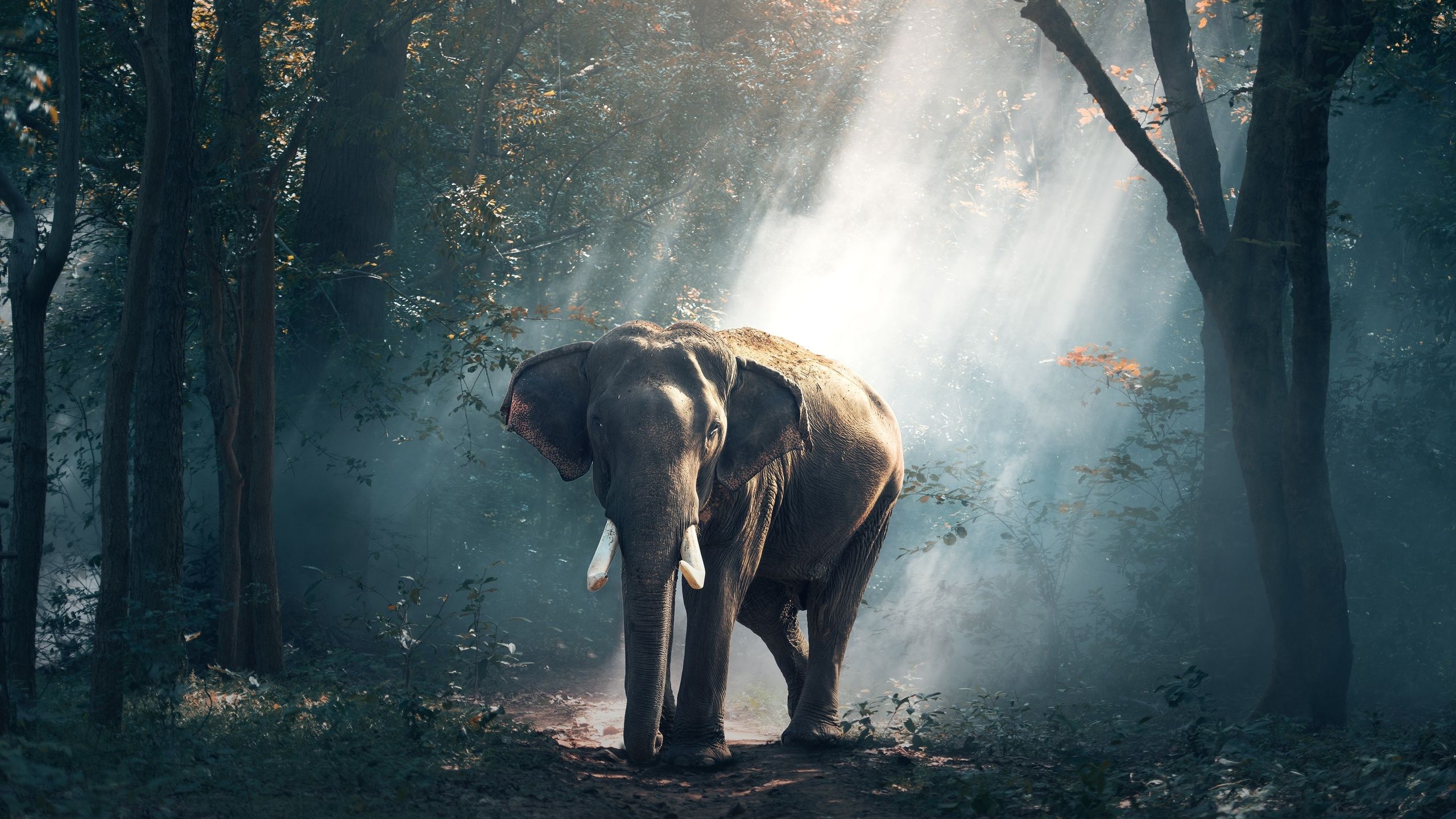 2560x1440 Elephant 1440P Resolution HD 4k Wallpaper, Image, Background, Photo and Picture, Desktop