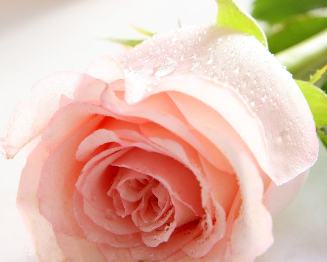 1280x1030 Pale Pink Rose wallpaperx1024, Desktop