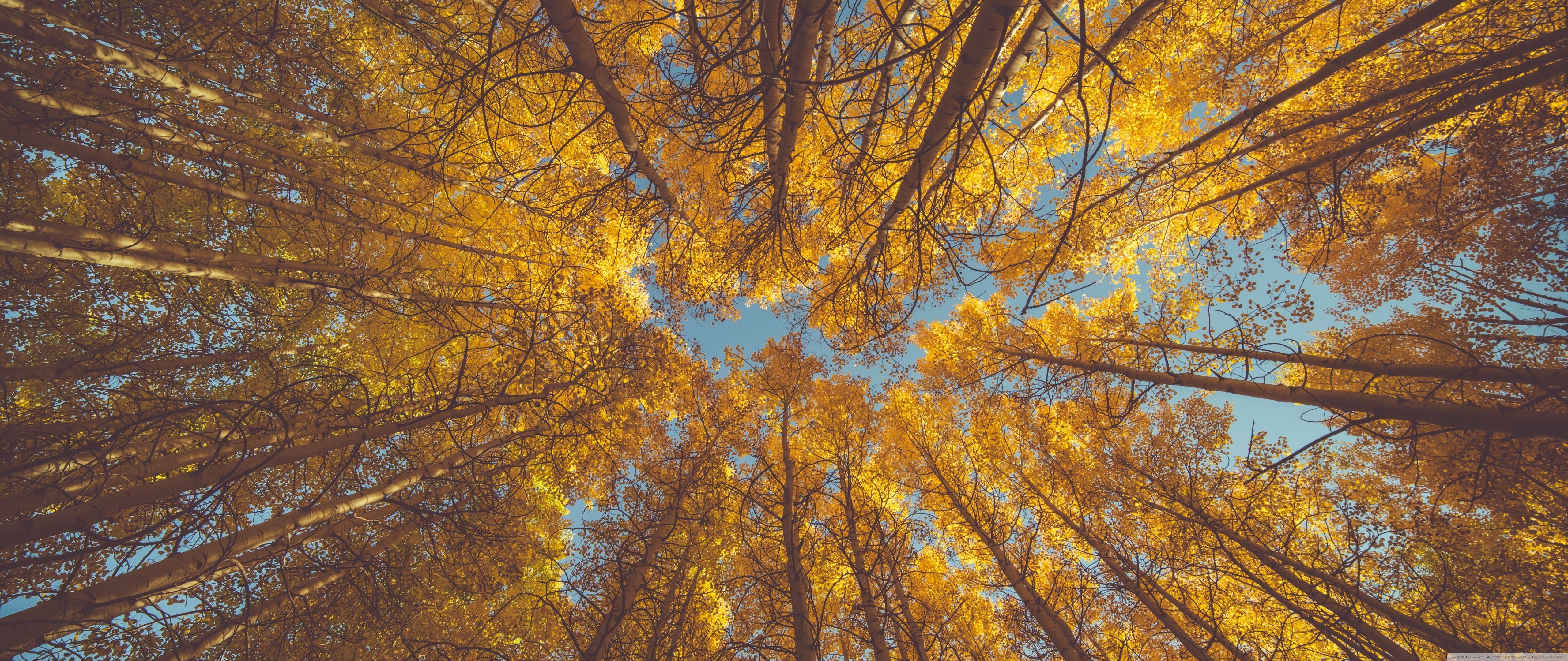 5120x2160 Yellow Autumn Aspen Forest Canopy Ultra HD Desktop Background Wallpaper for 4K UHD TV, Widescreen & UltraWide Desktop & Laptop, Tablet, Dual Screen