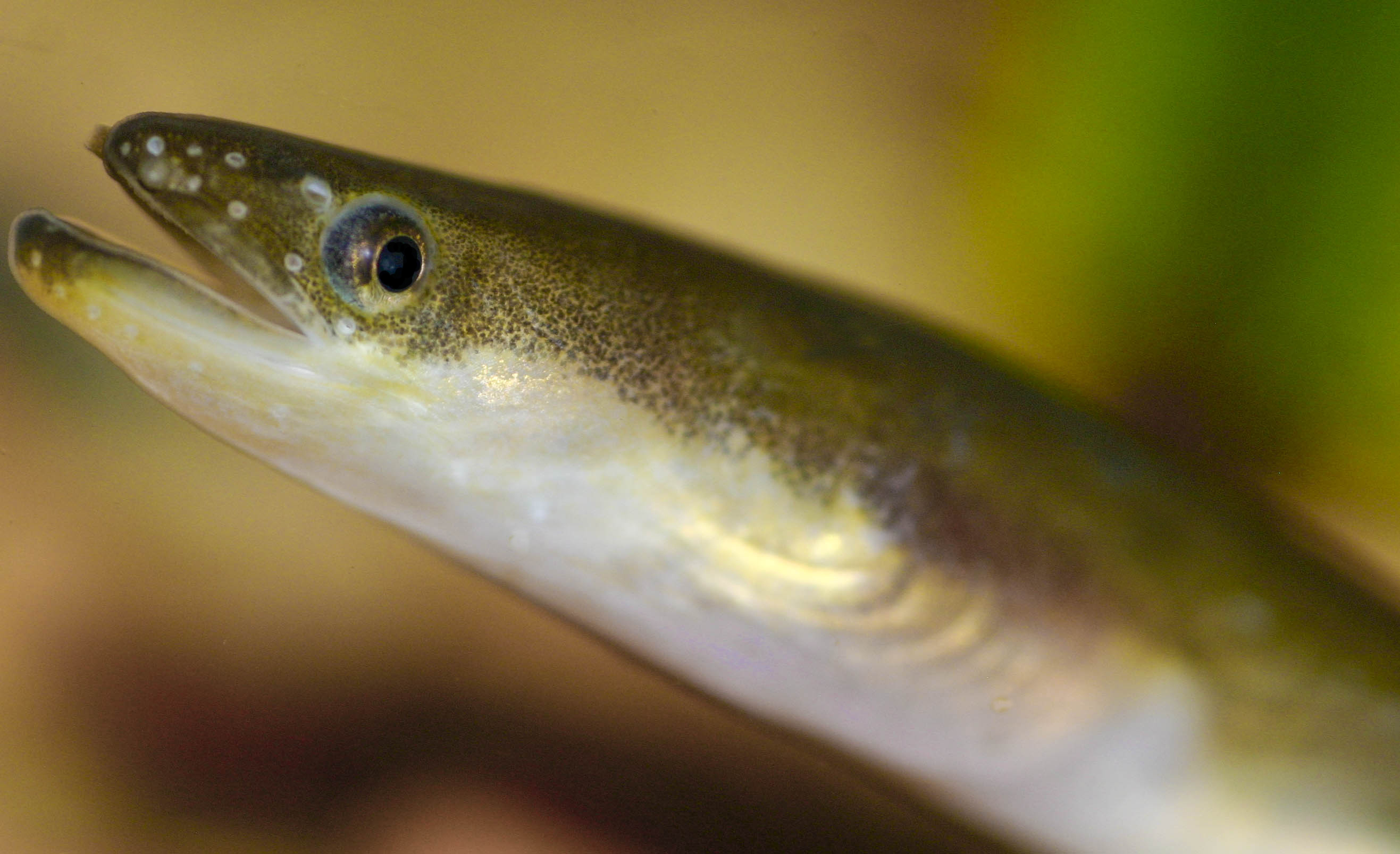 2640x1610 Japanese eel photo and wallpaper. Cute Japanese eel picture, Desktop