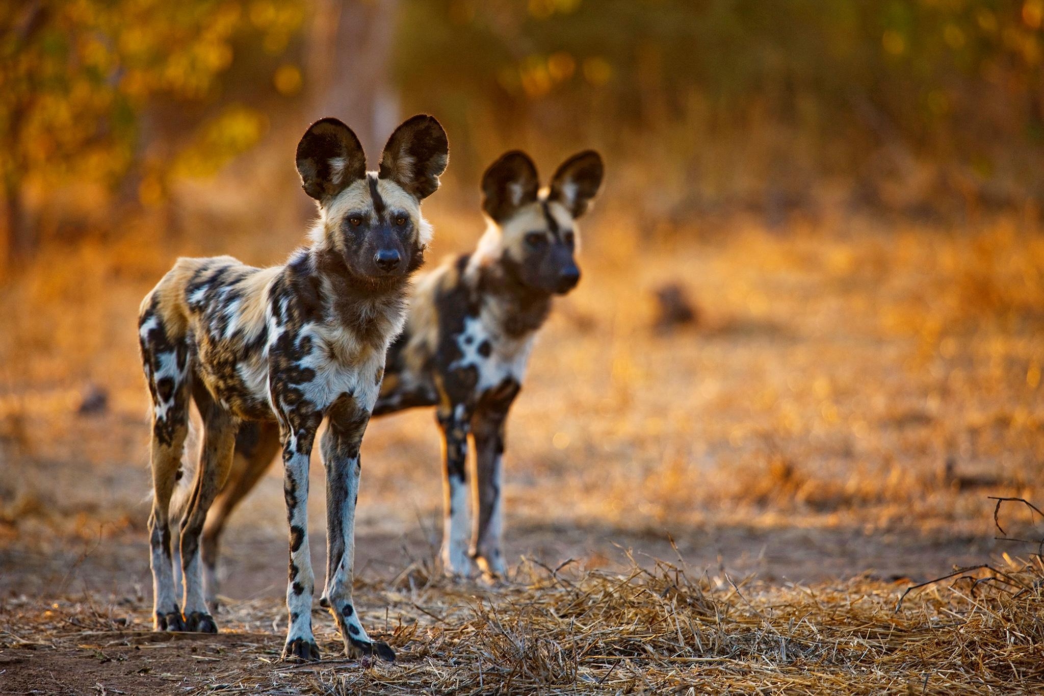 2050x1370 Download African Wild Dog Wallpaper, HD Background Download, Desktop