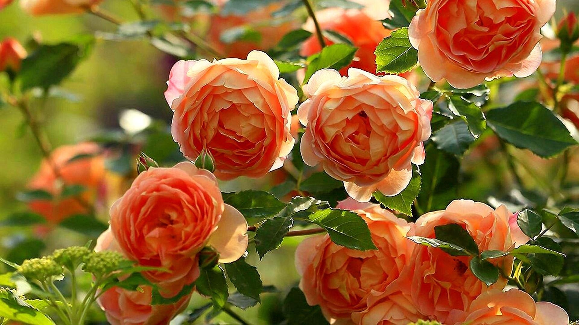 1920x1080 Roses In The Garden Wallpaper. Wallpaper Studio 10, Desktop