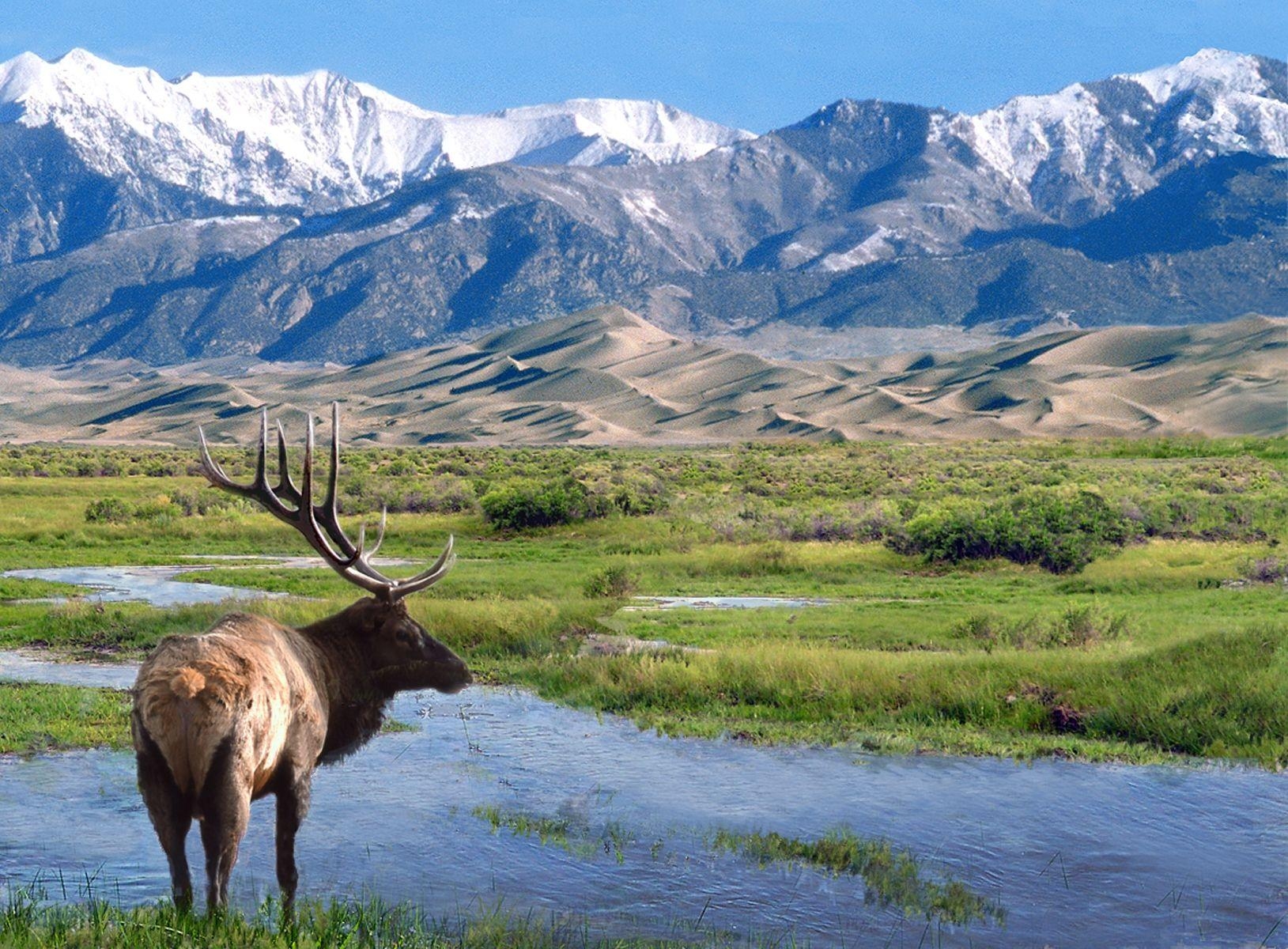 1630x1200 Elk at Big Spring Creek, Great Sand Dunes National, Desktop