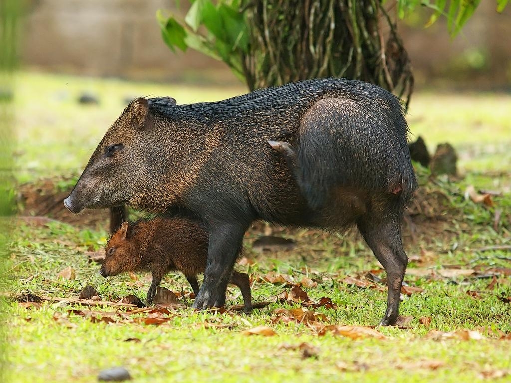 1030x770 Collared peccaries. Collared peccary tajacu - Ошей, Desktop