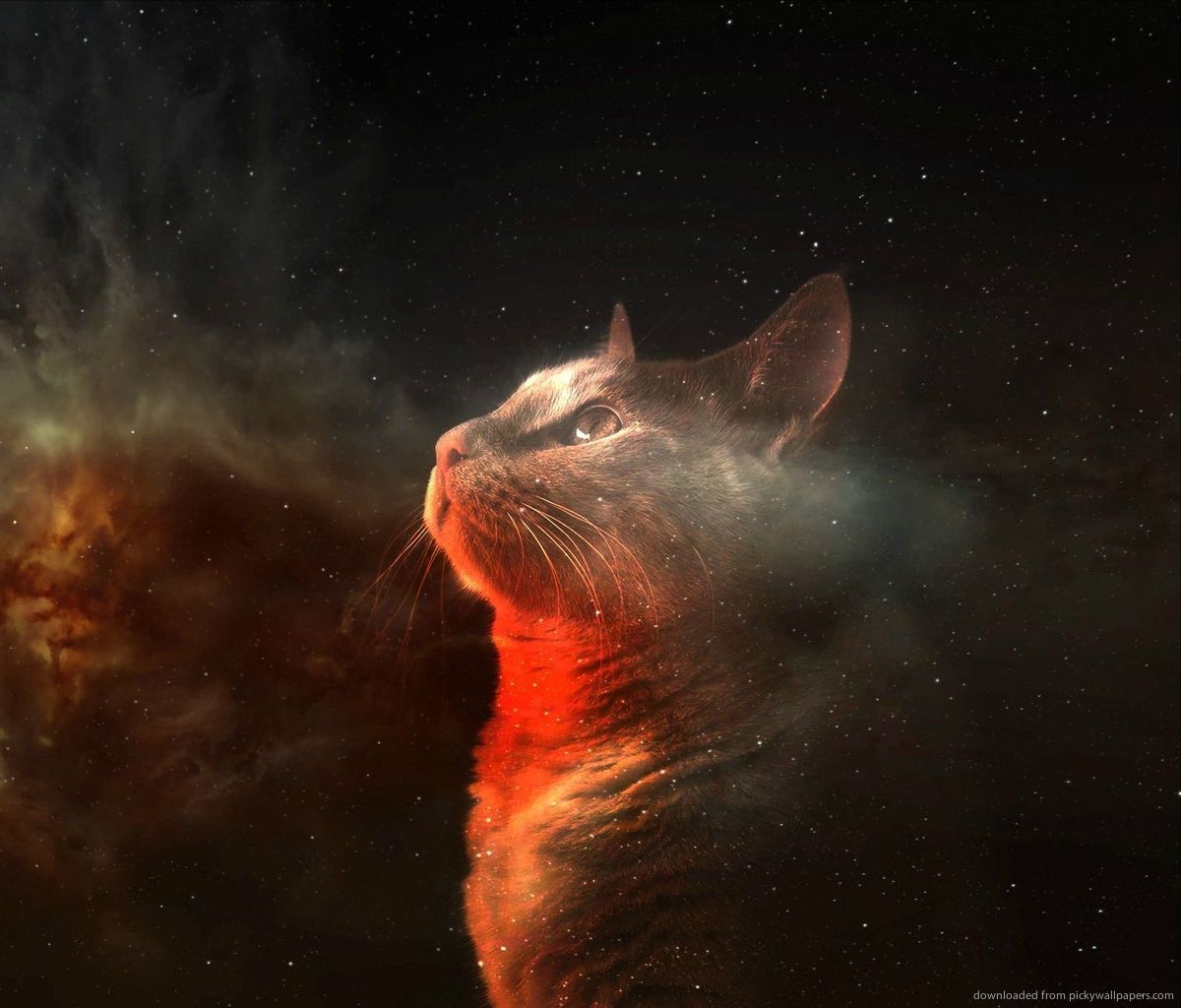 1200x1030 Free download Displaying 17 Image For Galaxy Cat Wallpaper, Desktop