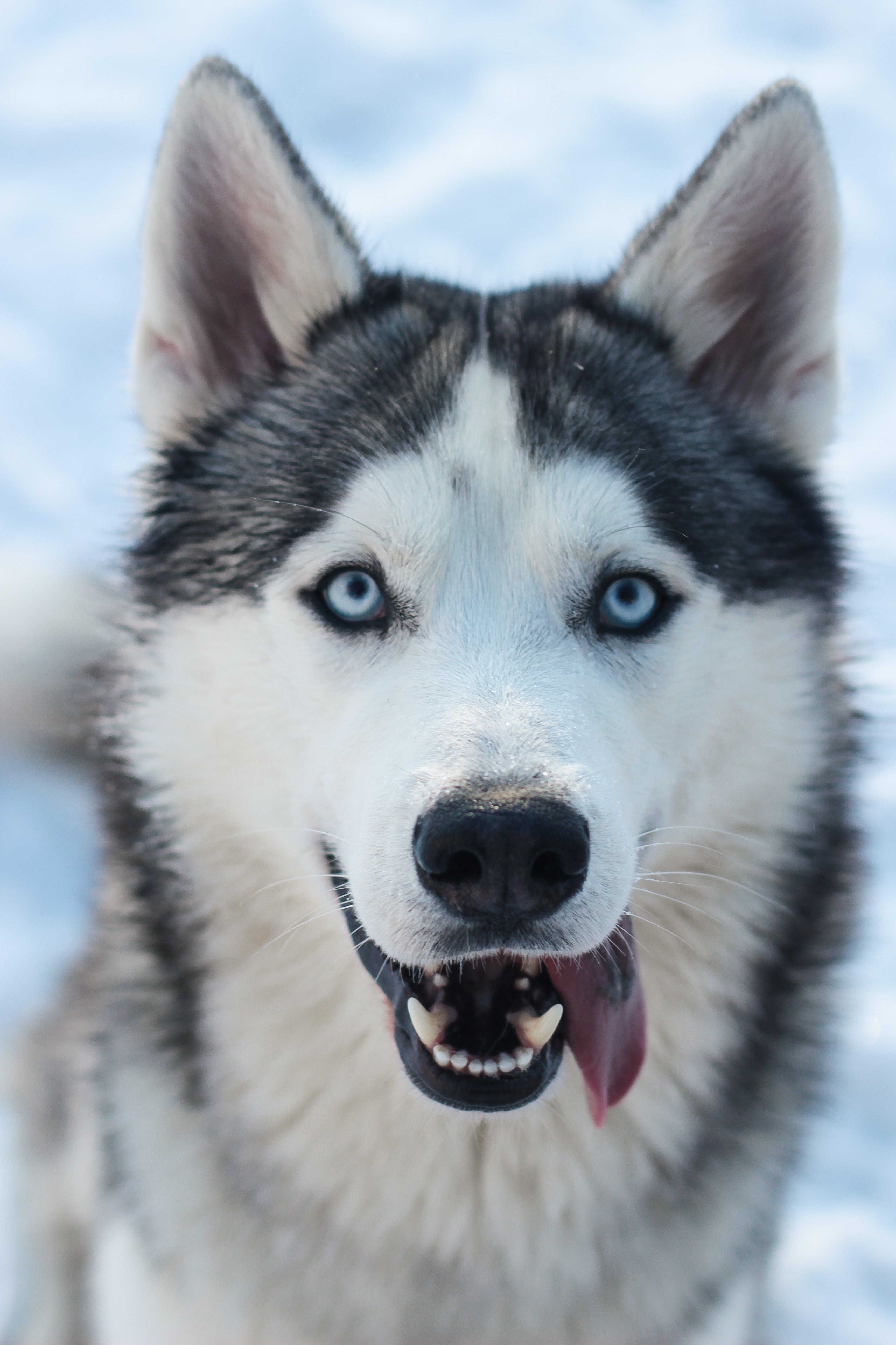 3460x5190 Siberian Husky Photo, Download The BEST Free Siberian Husky & HD Image, Phone