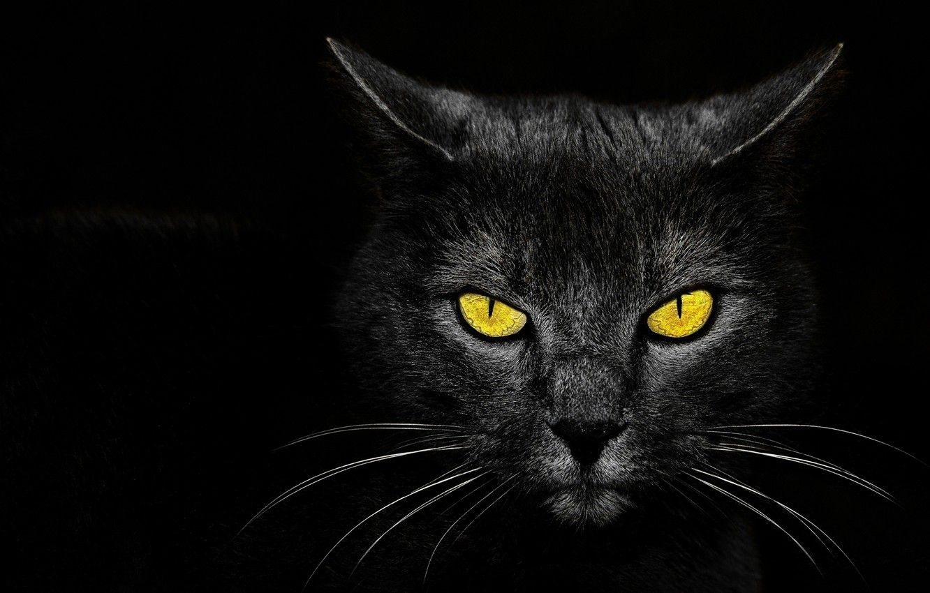 1340x850 Wallpaper eyes, background, Monster Kill, black cat image for desktop, section кошки, Desktop