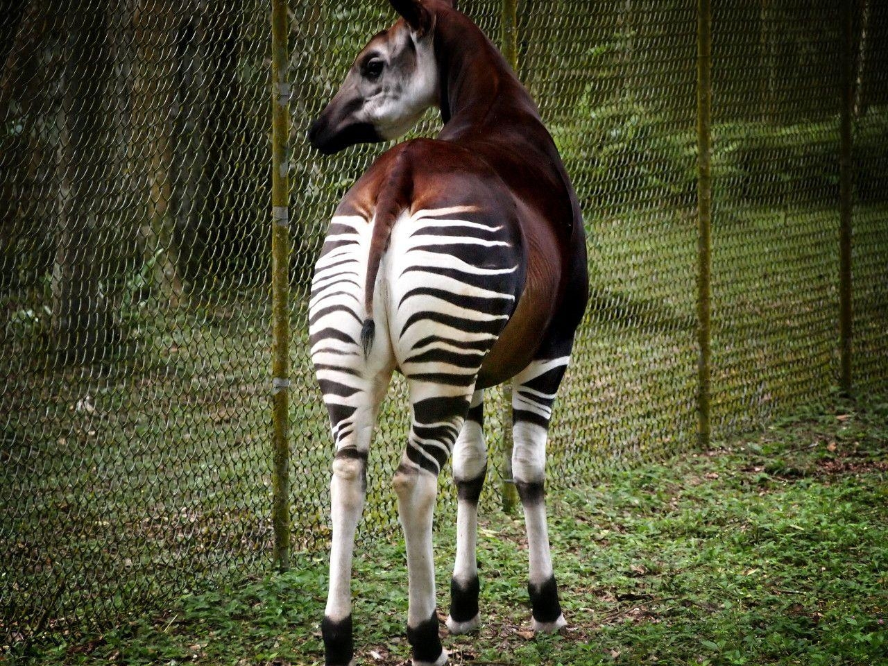 1280x960 Okapi wallpaperx960, Desktop