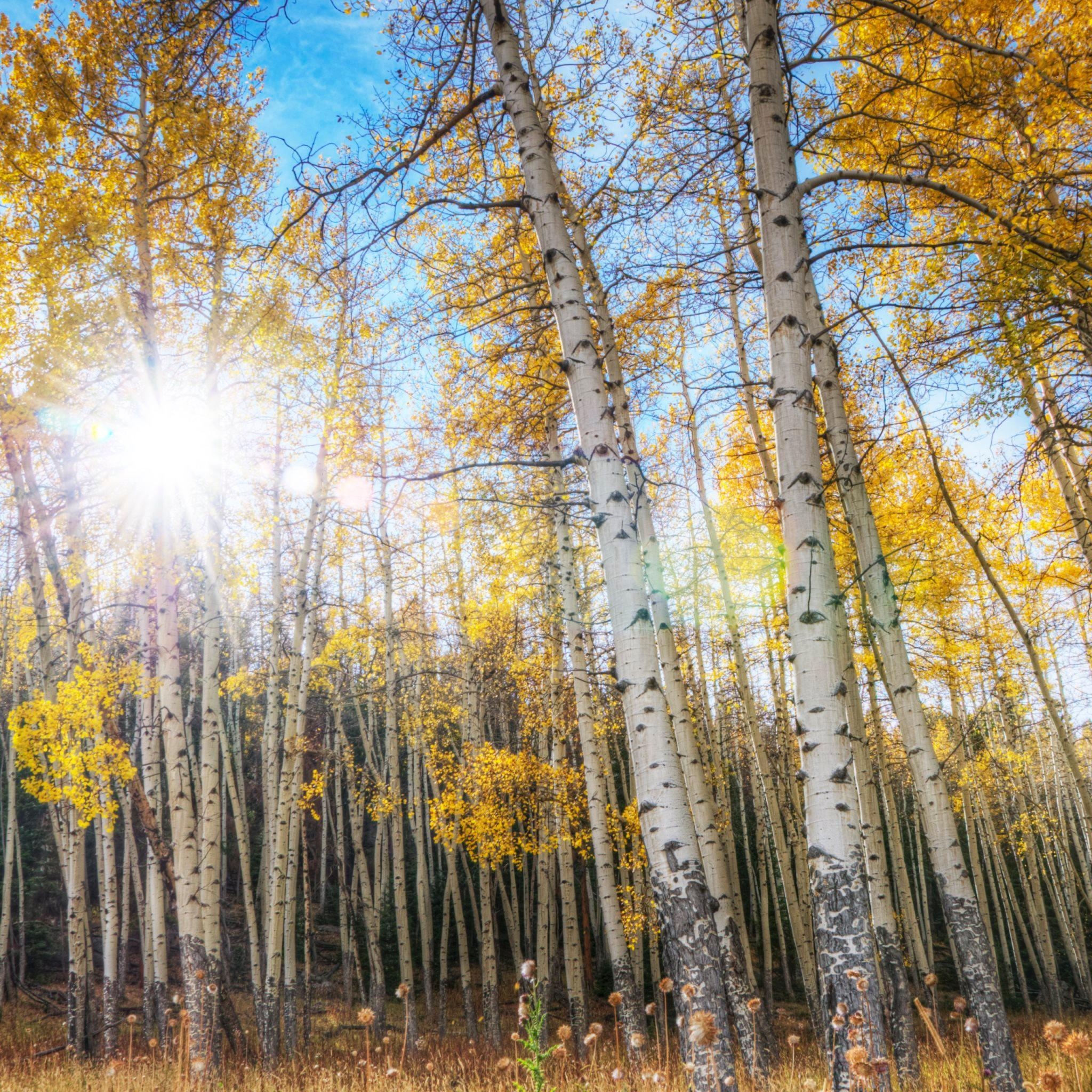 2050x2050 Download Aspen Tree Wallpaper, Phone