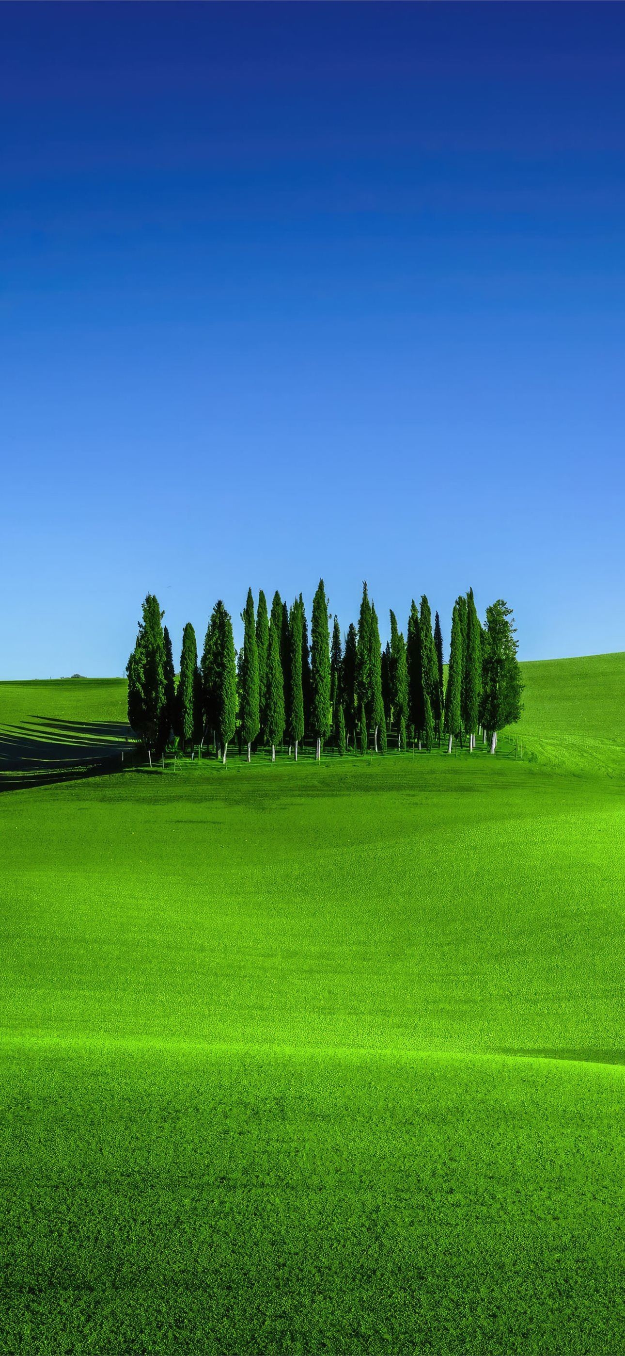 1290x2800 green meadows in tuscany landscape, Phone