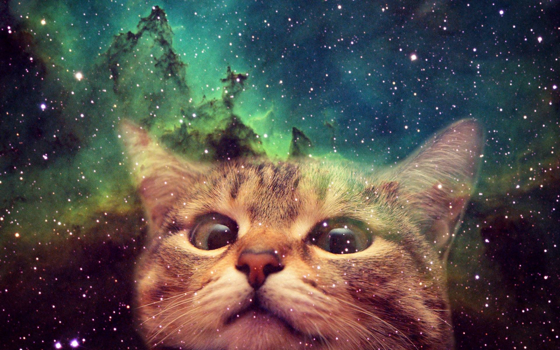 1920x1200 Cats in Space Wallpaper Free Cats in Space Background, Desktop