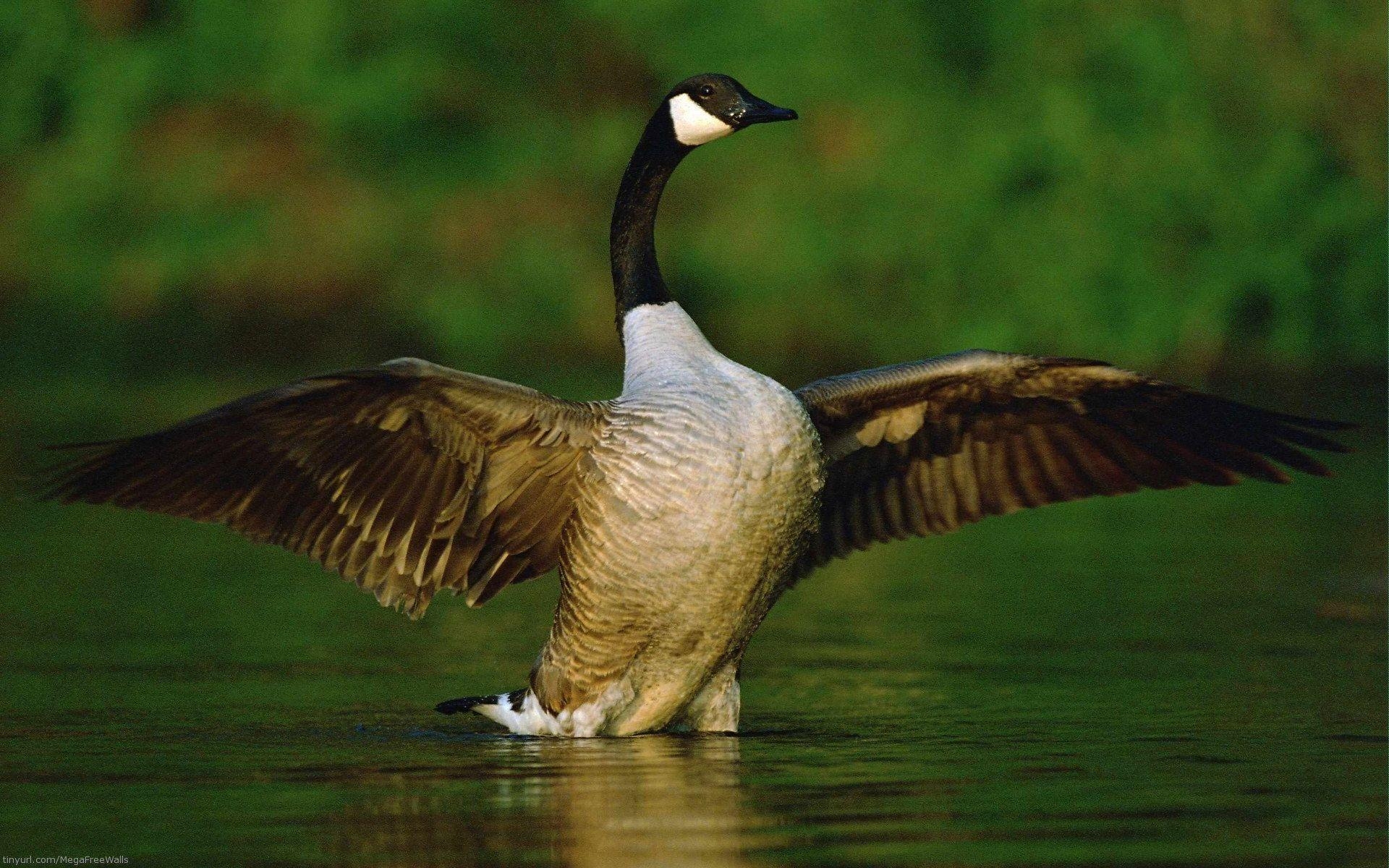 1920x1200 Goose Full HD Wallpaper and Backgroundx1200, Desktop