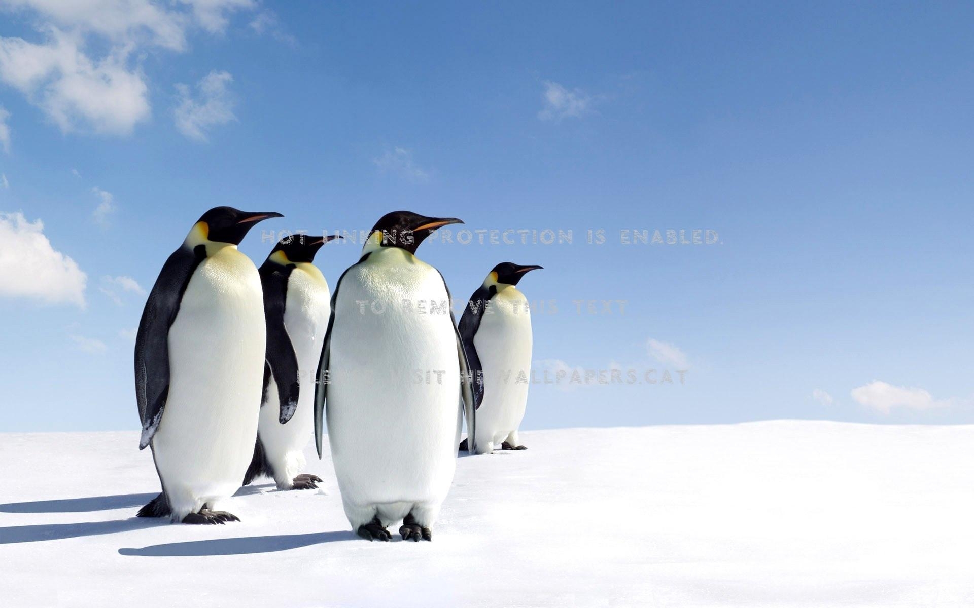 1920x1200 penguins north pole nice beautiful south sun, Desktop