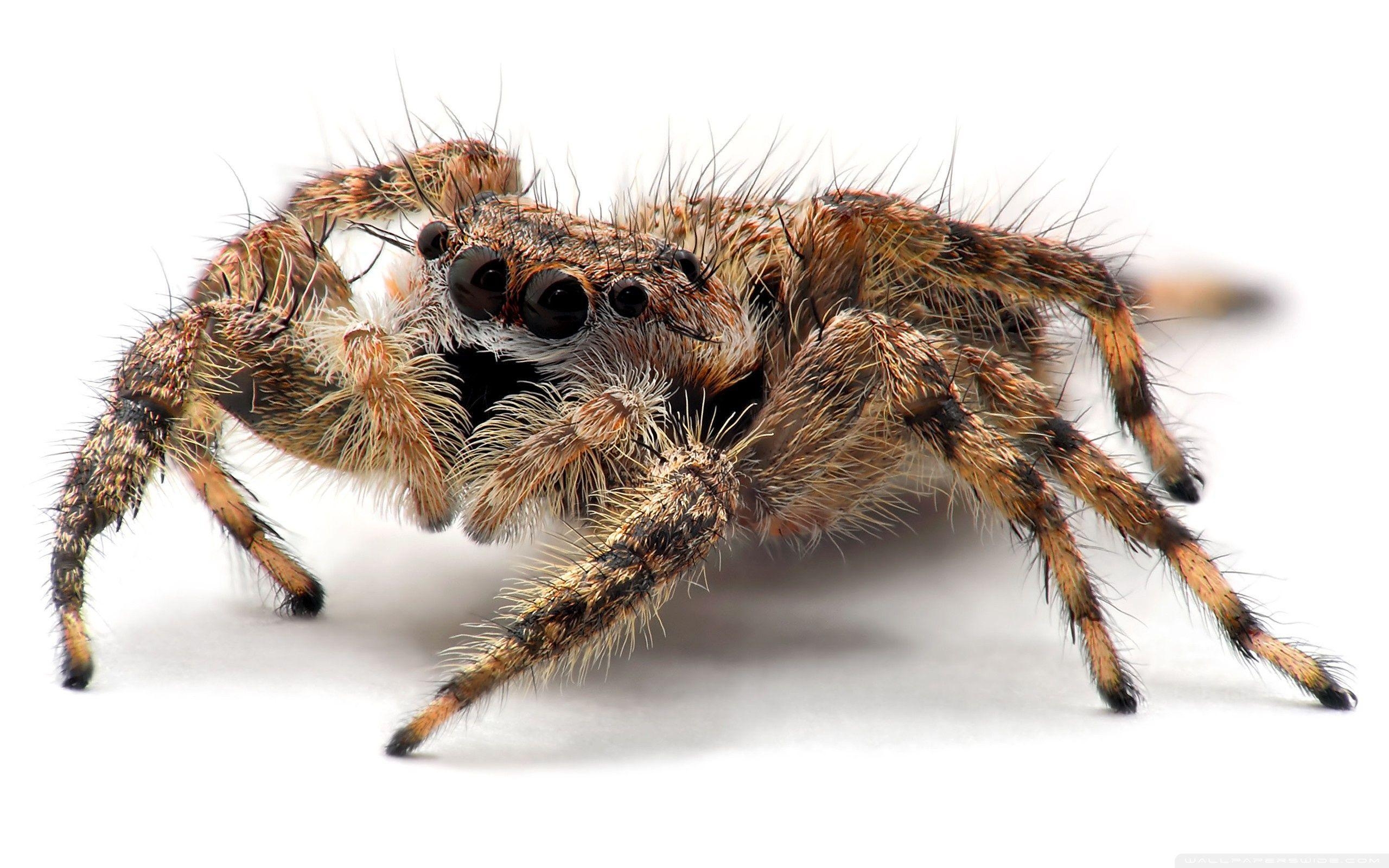 2560x1600 Tarantula Spider Close Up HD desktop wallpaper, High Definition, Desktop