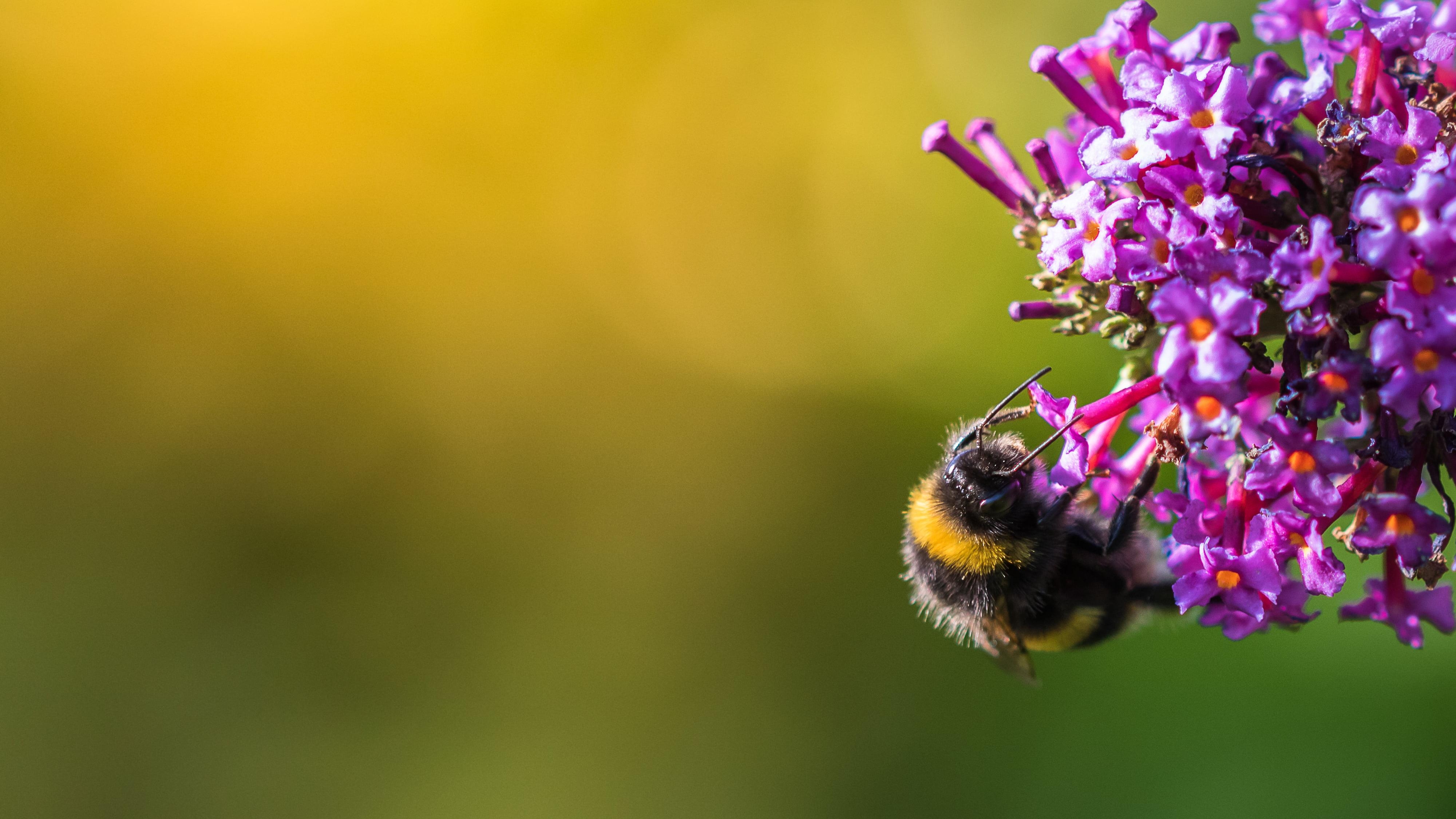 4000x2250 Selective focus photography of bumblebee on flower HD, Desktop