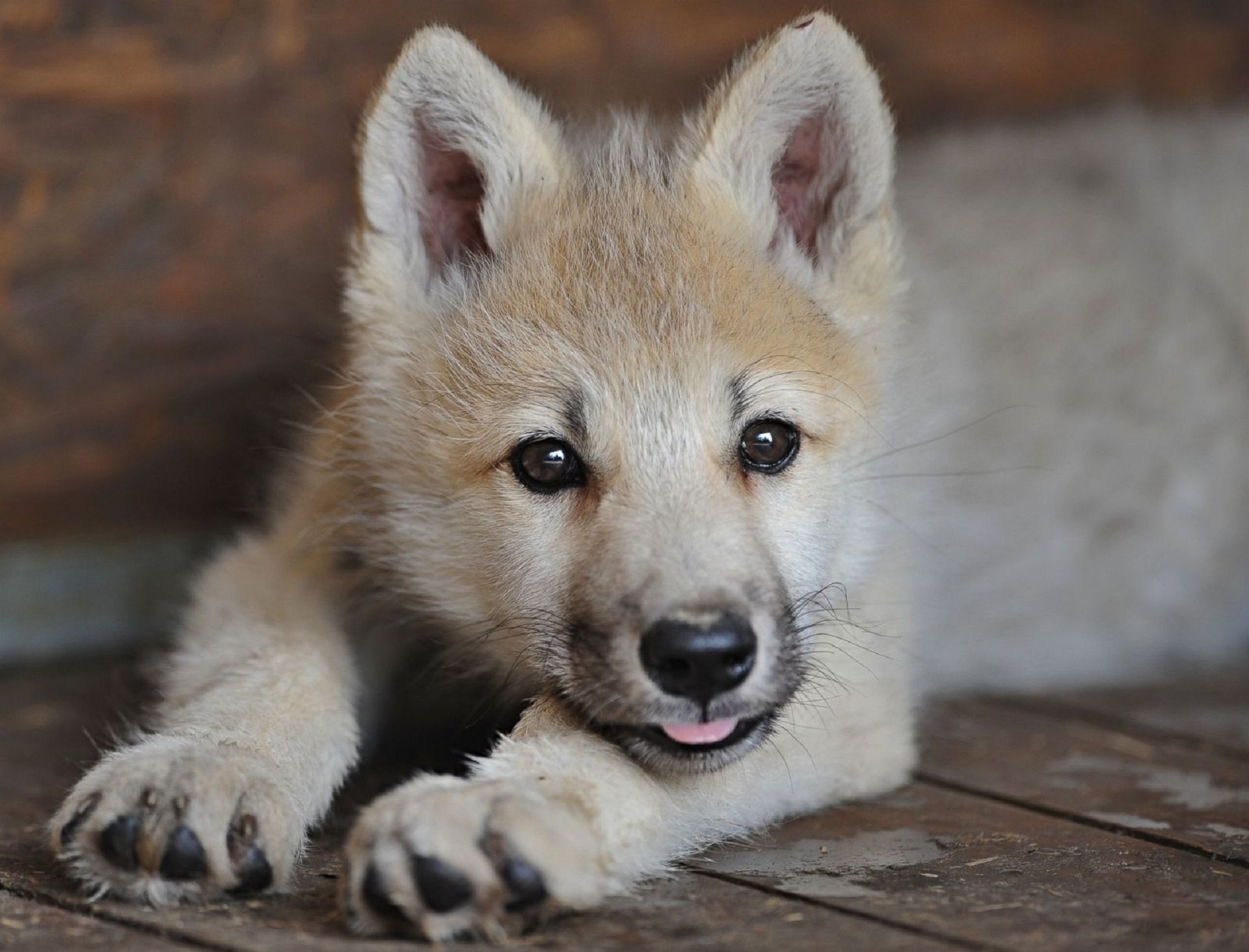 1920x1470 Baby Wolf phone, desktop wallpaper, picture, photo, bckground image, Desktop