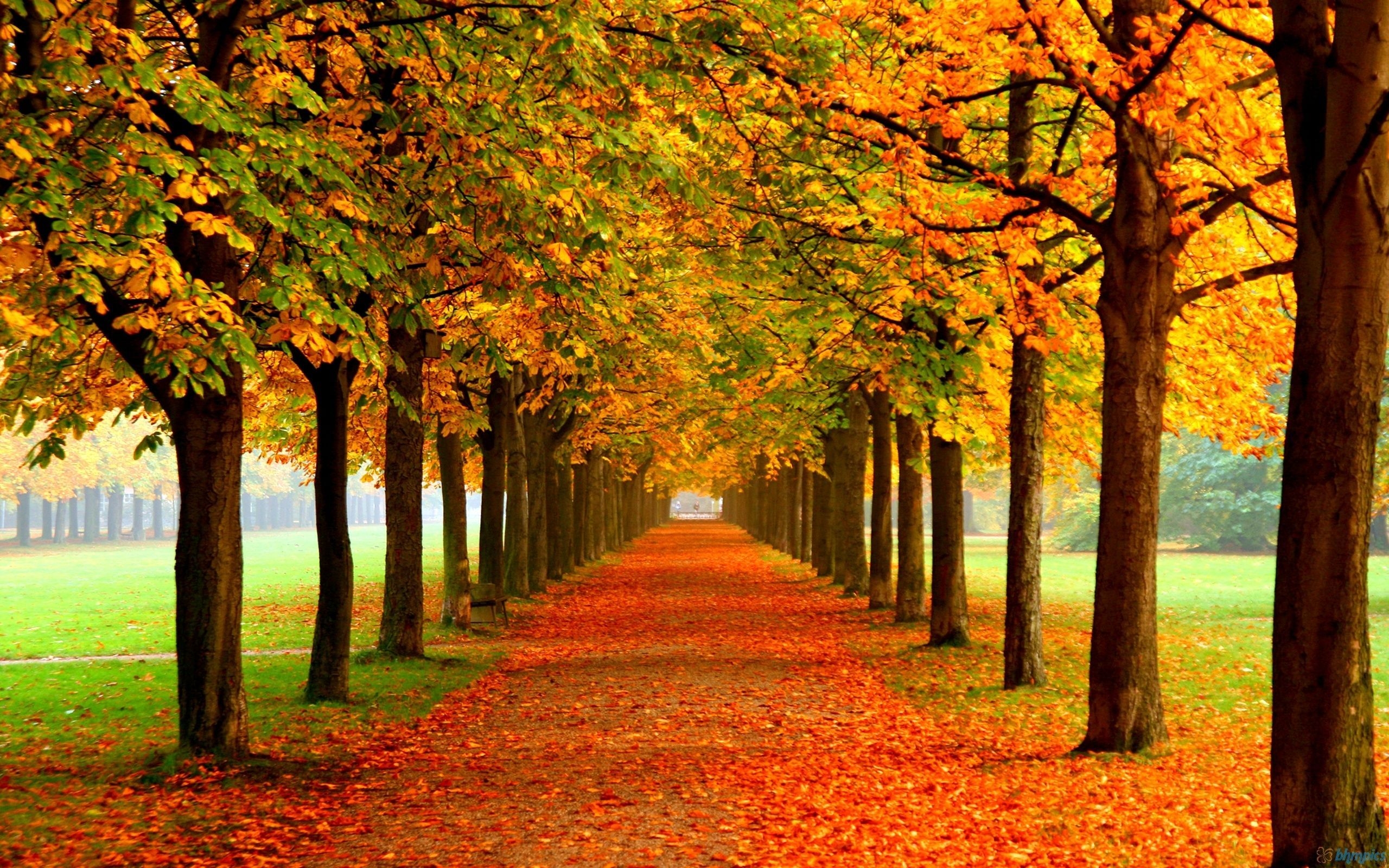 2560x1600 Autumn MacBook Wallpaper Free Autumn MacBook Background, Desktop