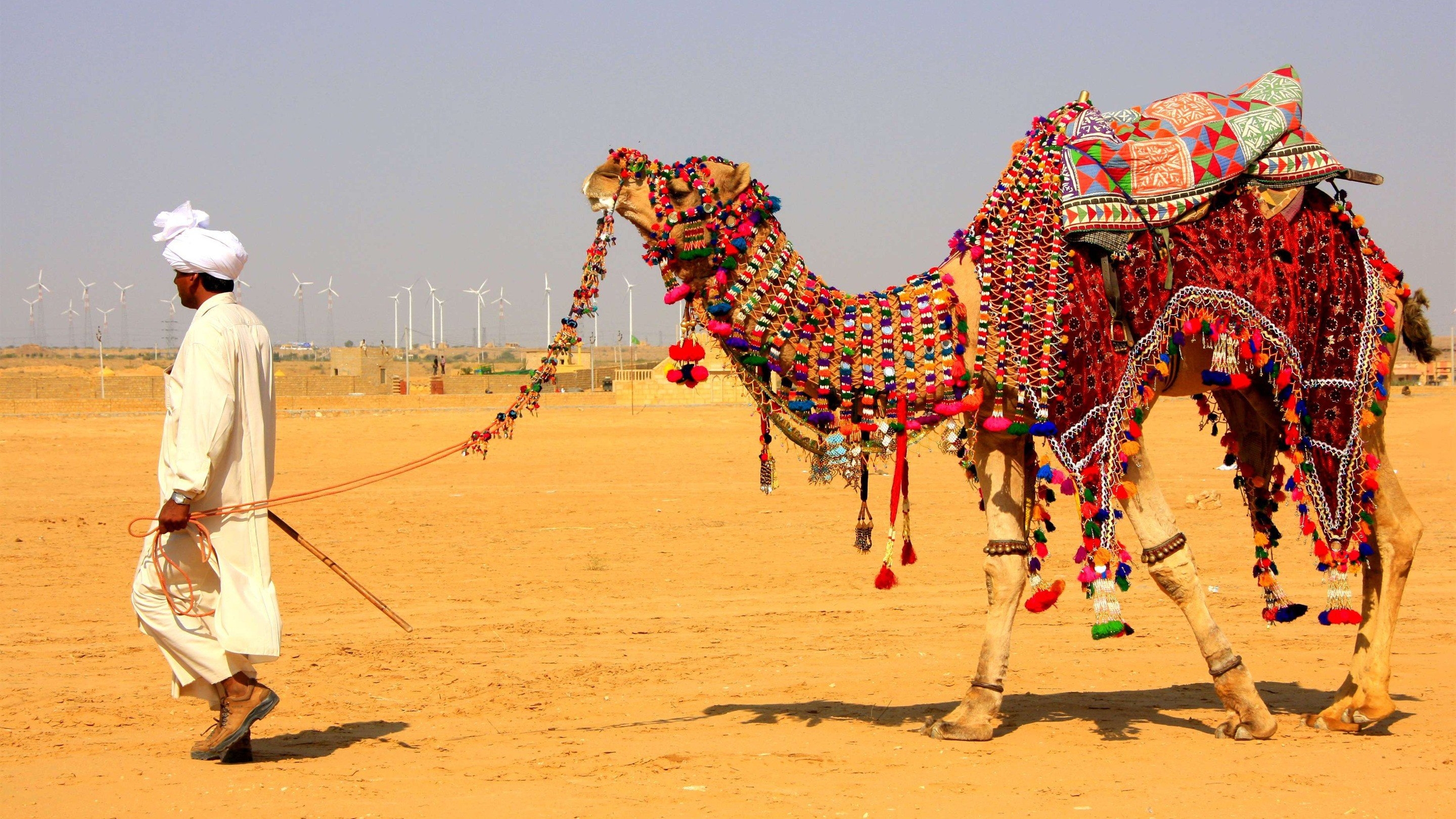 2880x1620 Camel Decorated in Jaisalmer Desert Safari, Desktop