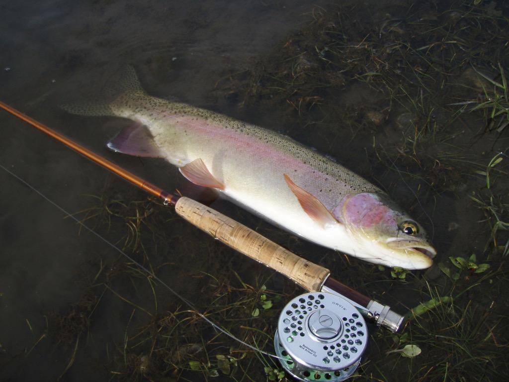 1030x770 Rainbow Trout Wallpaper Image for Android, Desktop