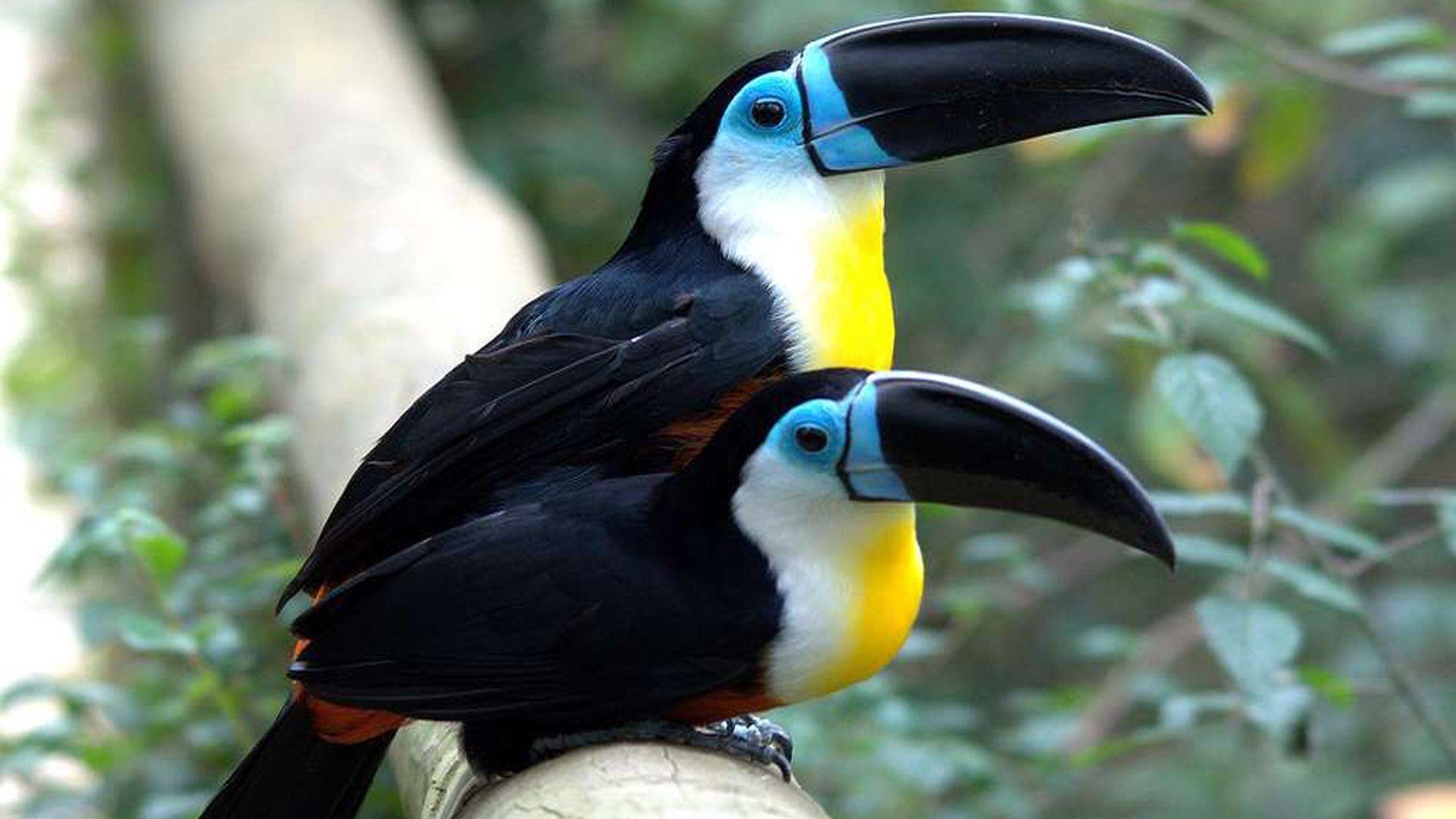 1920x1080 Ariel Toucan Type Living In Guyana Country In South America HD, Desktop