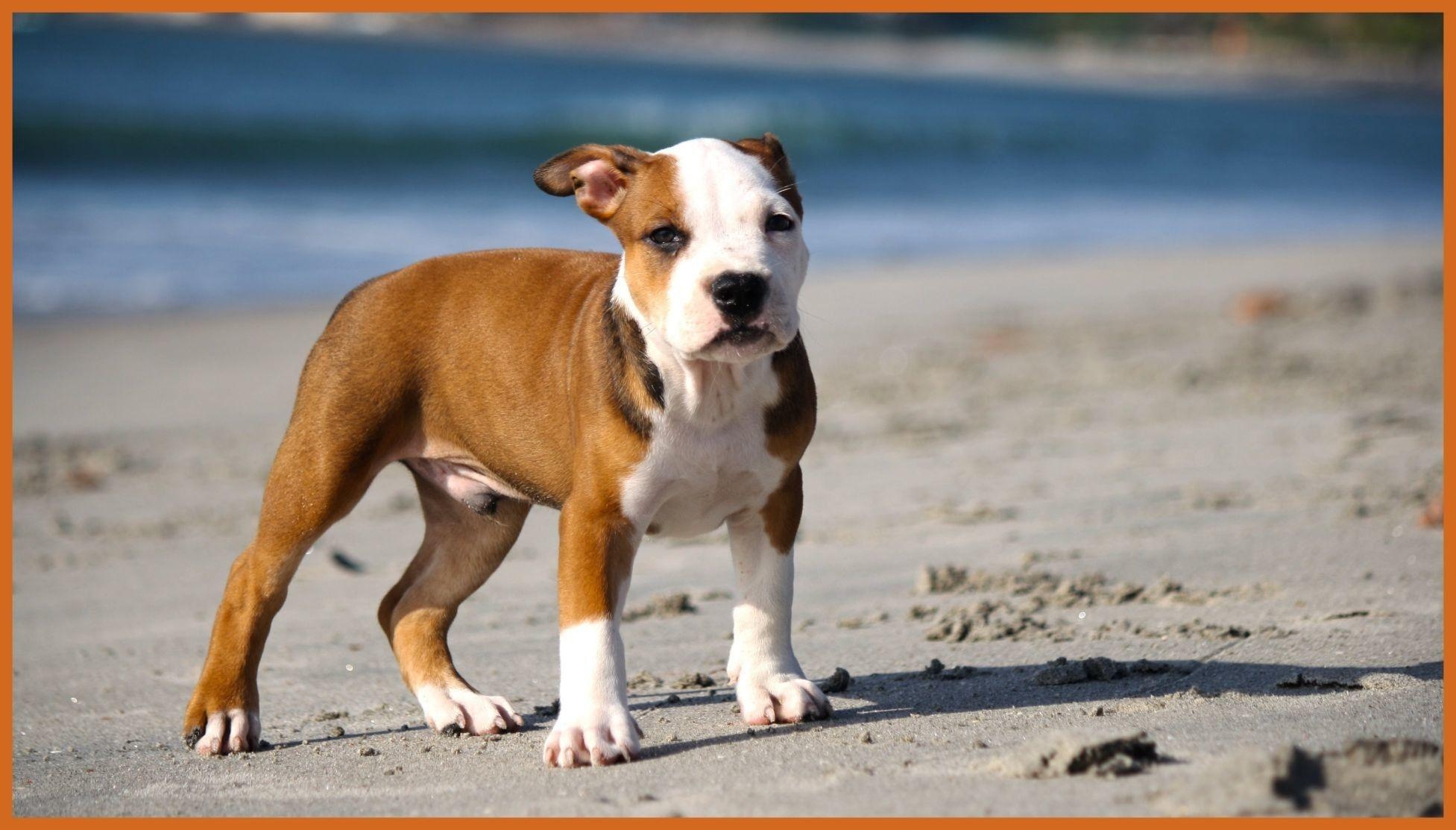 1960x1120 Baby Pitbull Wallpaper, Desktop