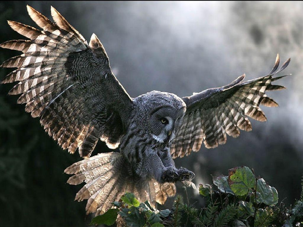 1030x770 barn owl wallpaper 6. One Wallpaper Online, Desktop