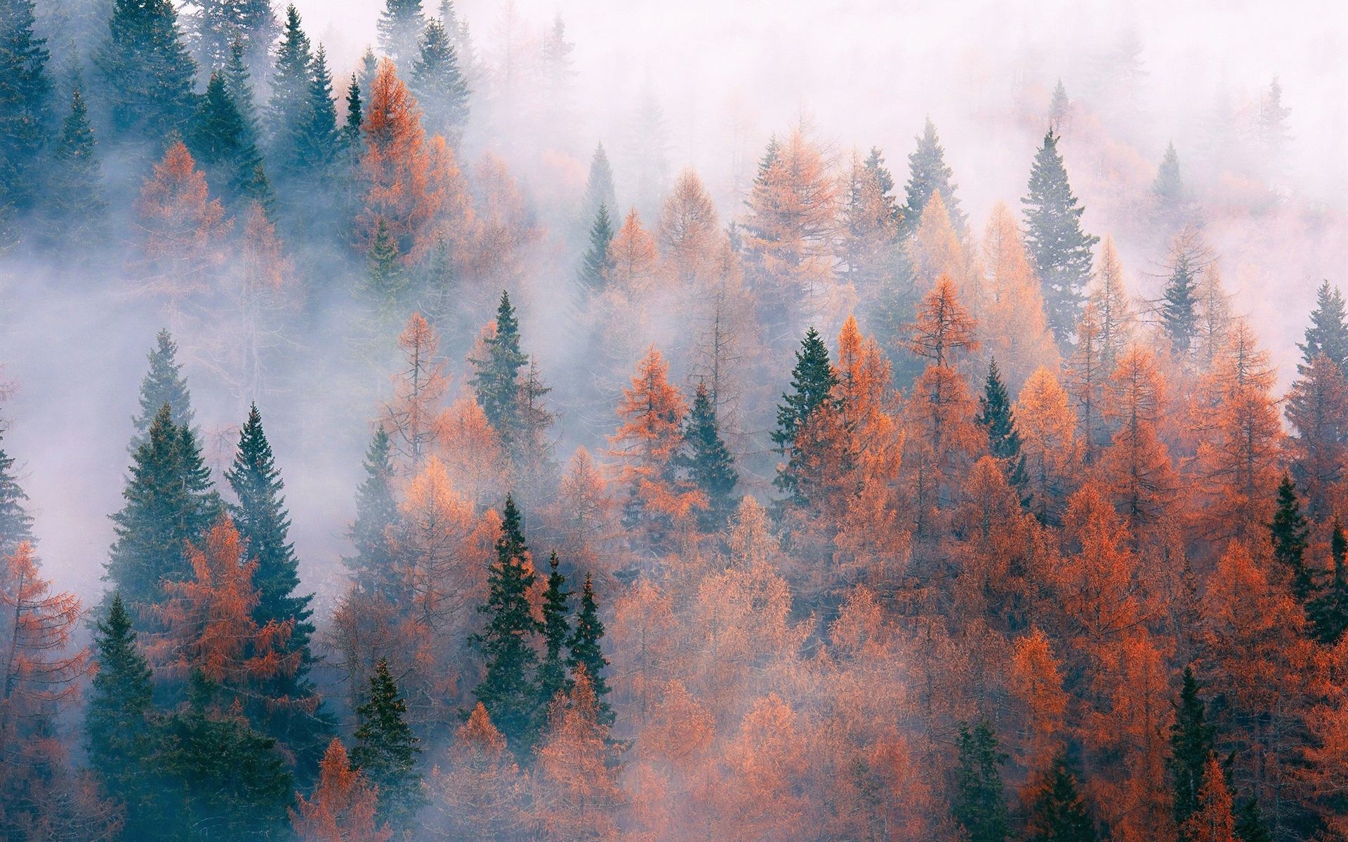 1920x1200 Aesthetic Forest Desktop Wallpaper Free Aesthetic Forest Desktop Background, Desktop