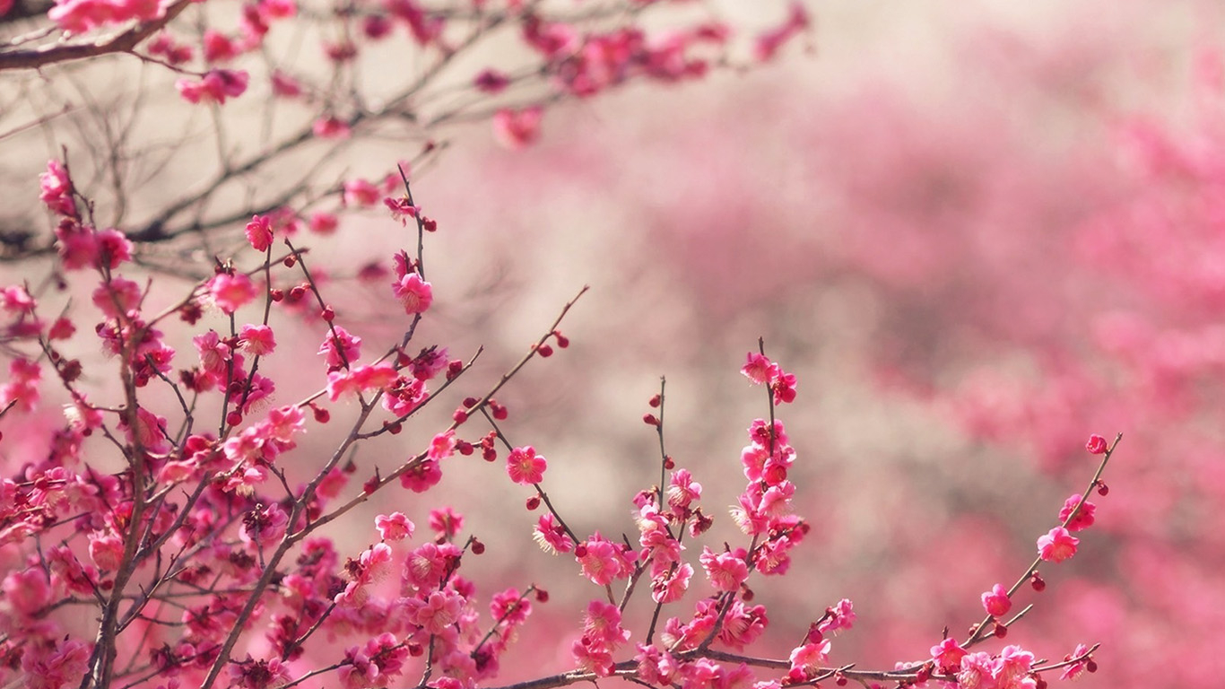 1370x770 Pink Blossom Nature Flower Spring, Desktop