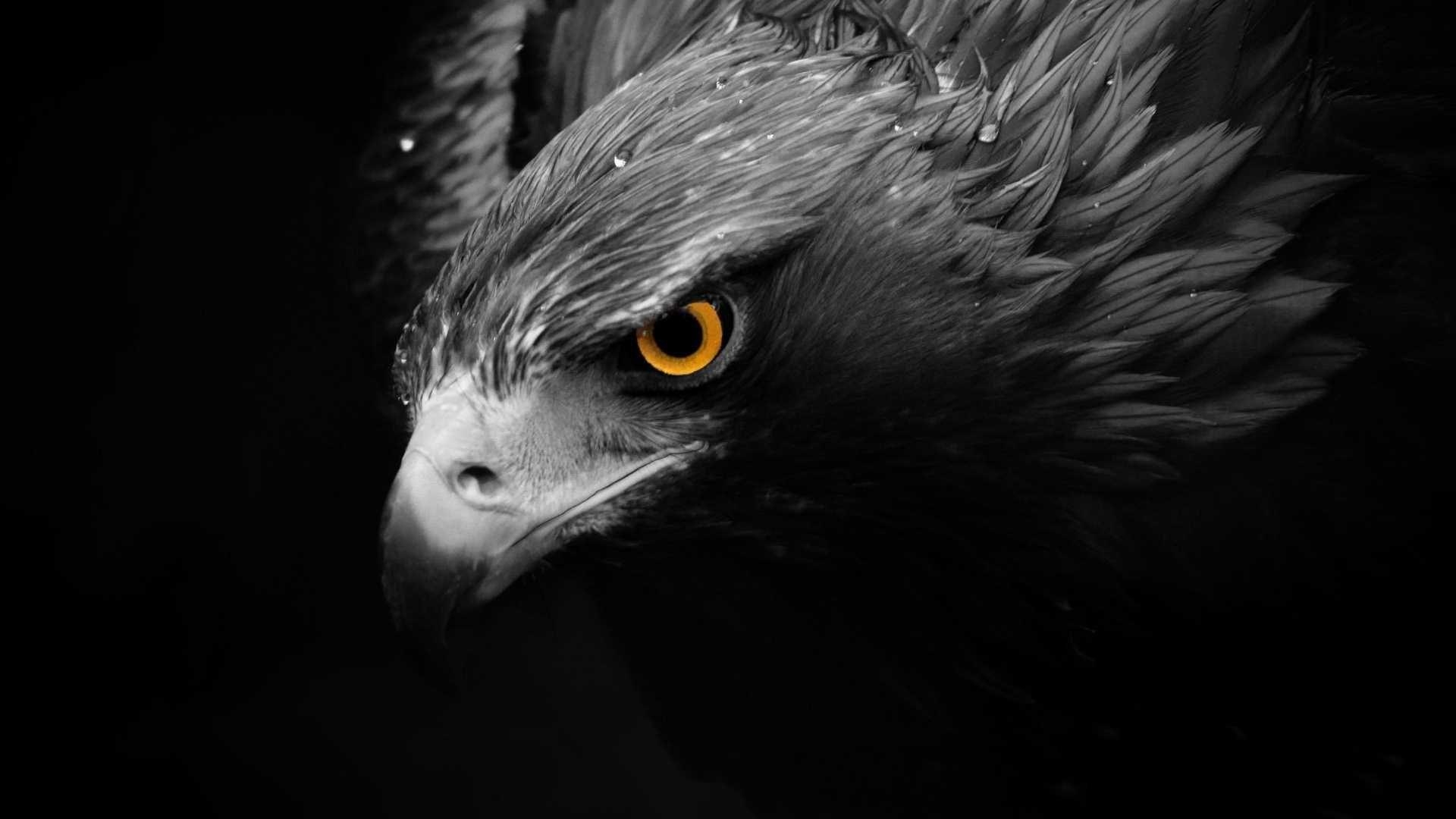 1920x1080 NFL Eagles Wallpaper Wallpaper. águia. Eagle wallpaper, Black, Desktop