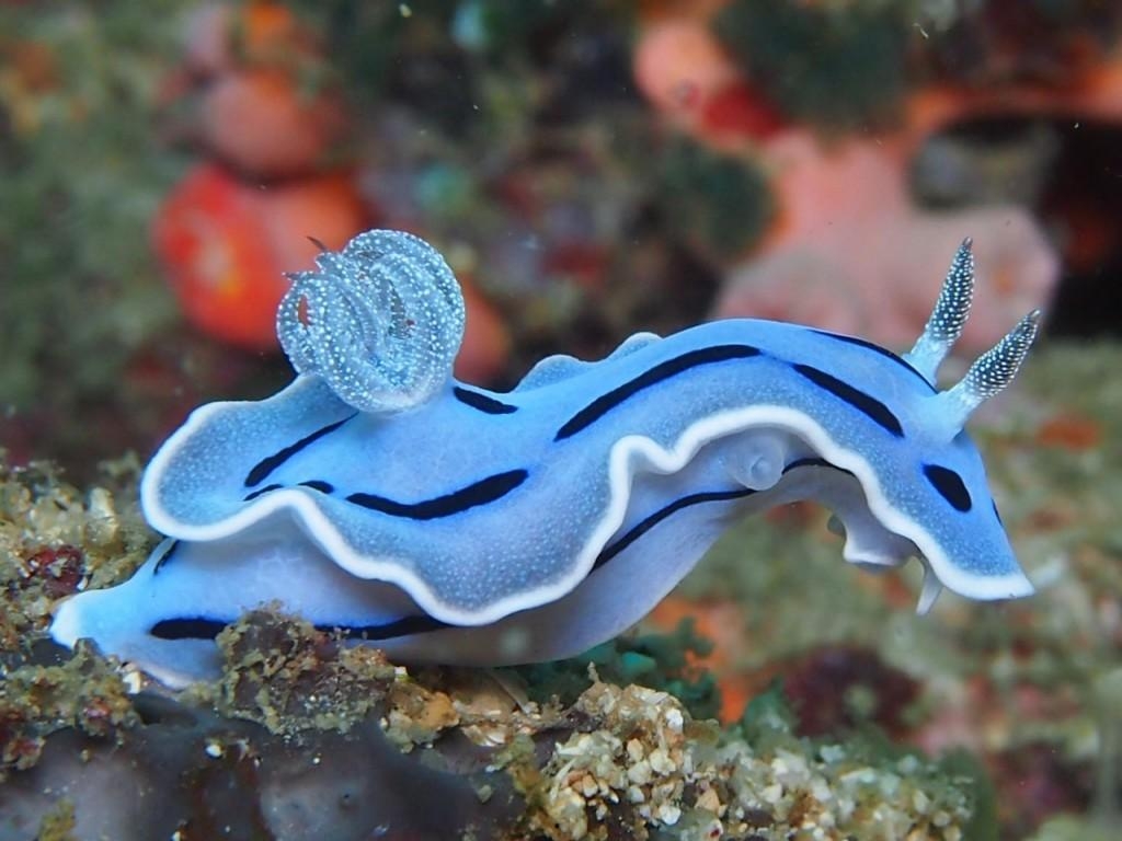 1030x770 Most viewed Sea Slug wallpaperK Wallpaper, Desktop