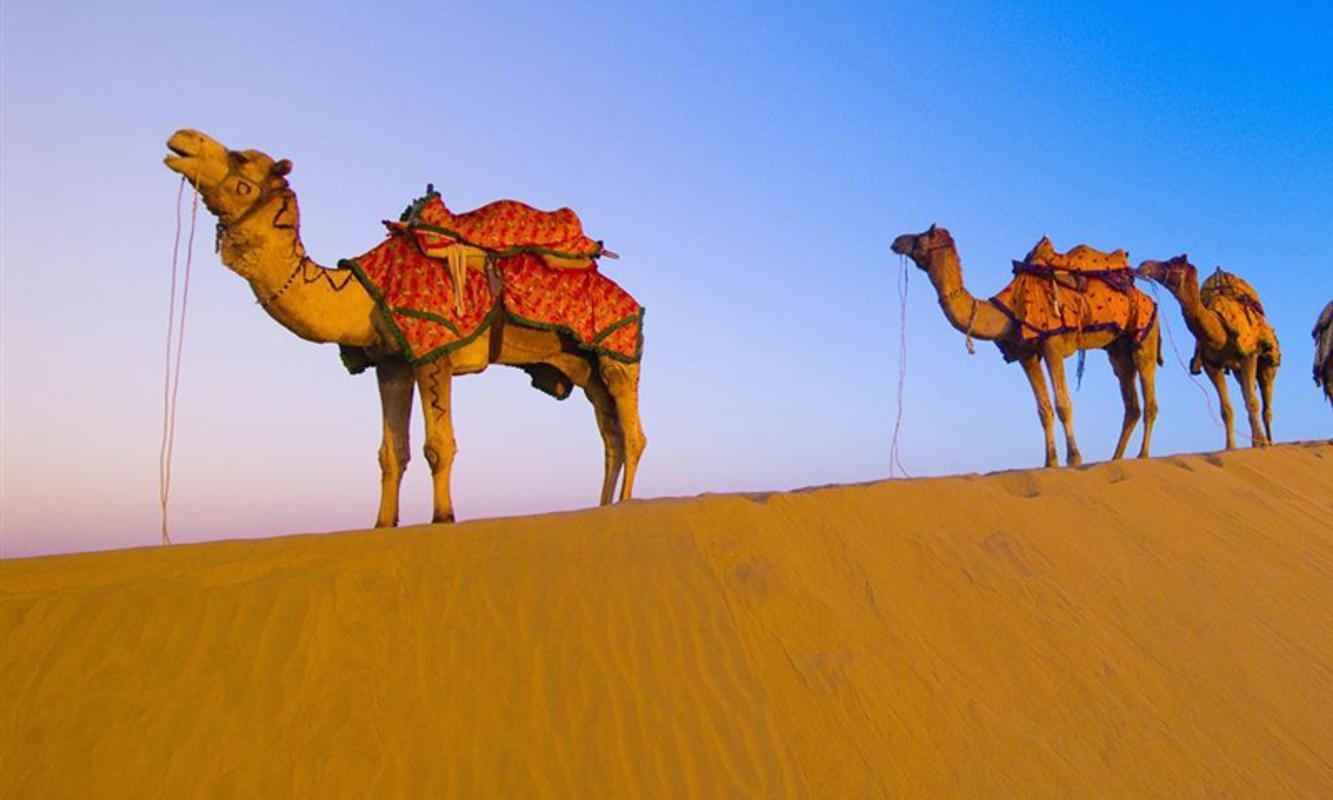 1340x800 Camel wallpaper for Android, Desktop