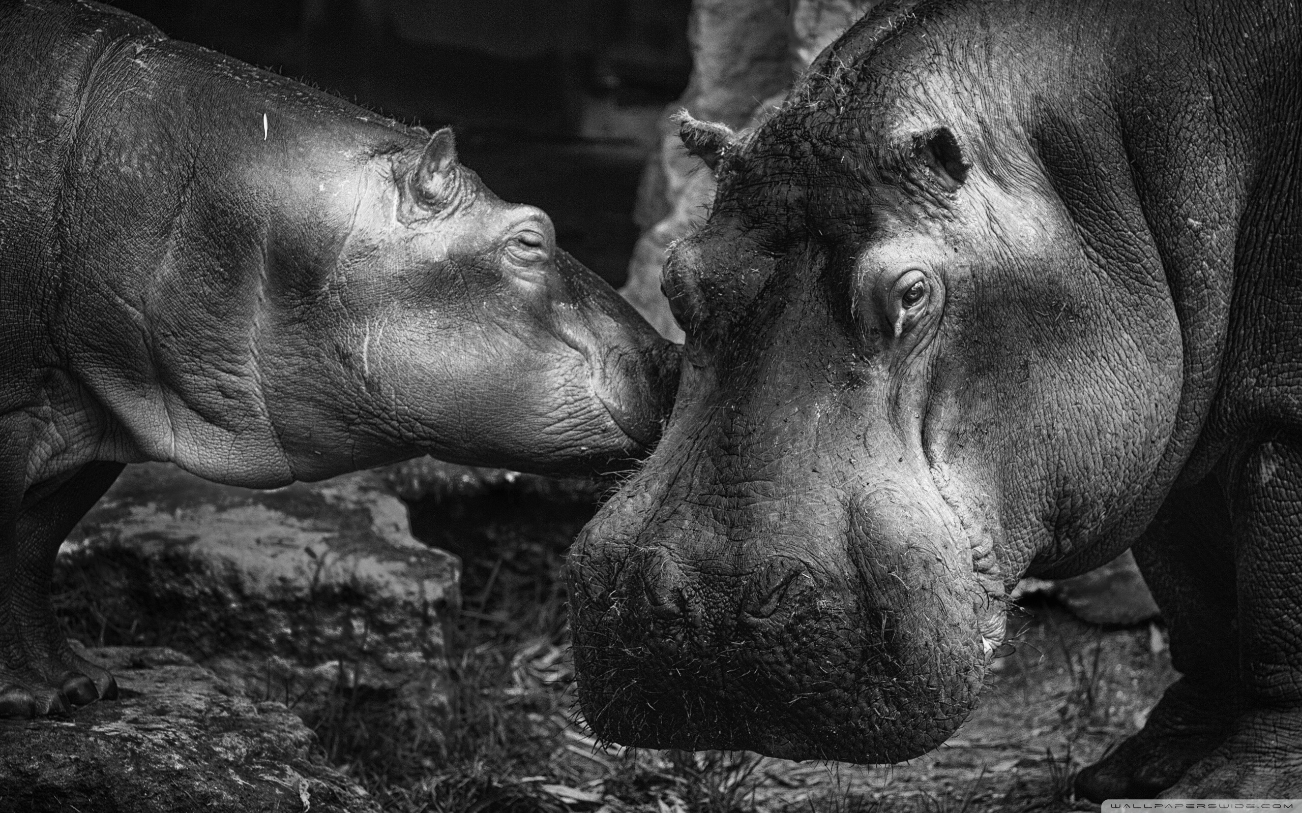 2560x1600 Hippopotamus ❤ 4K HD Desktop Wallpaper for 4K Ultra HD TV • Wide, Desktop