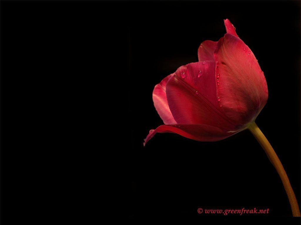 1030x770 Nice Red Flow Tulip Flower Wallpaper, HQ Background. HD, Desktop