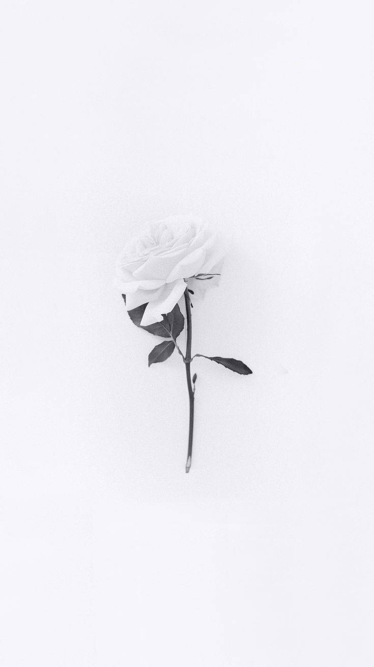 740x1310 Download Minimalist White Flower iPhone, Phone