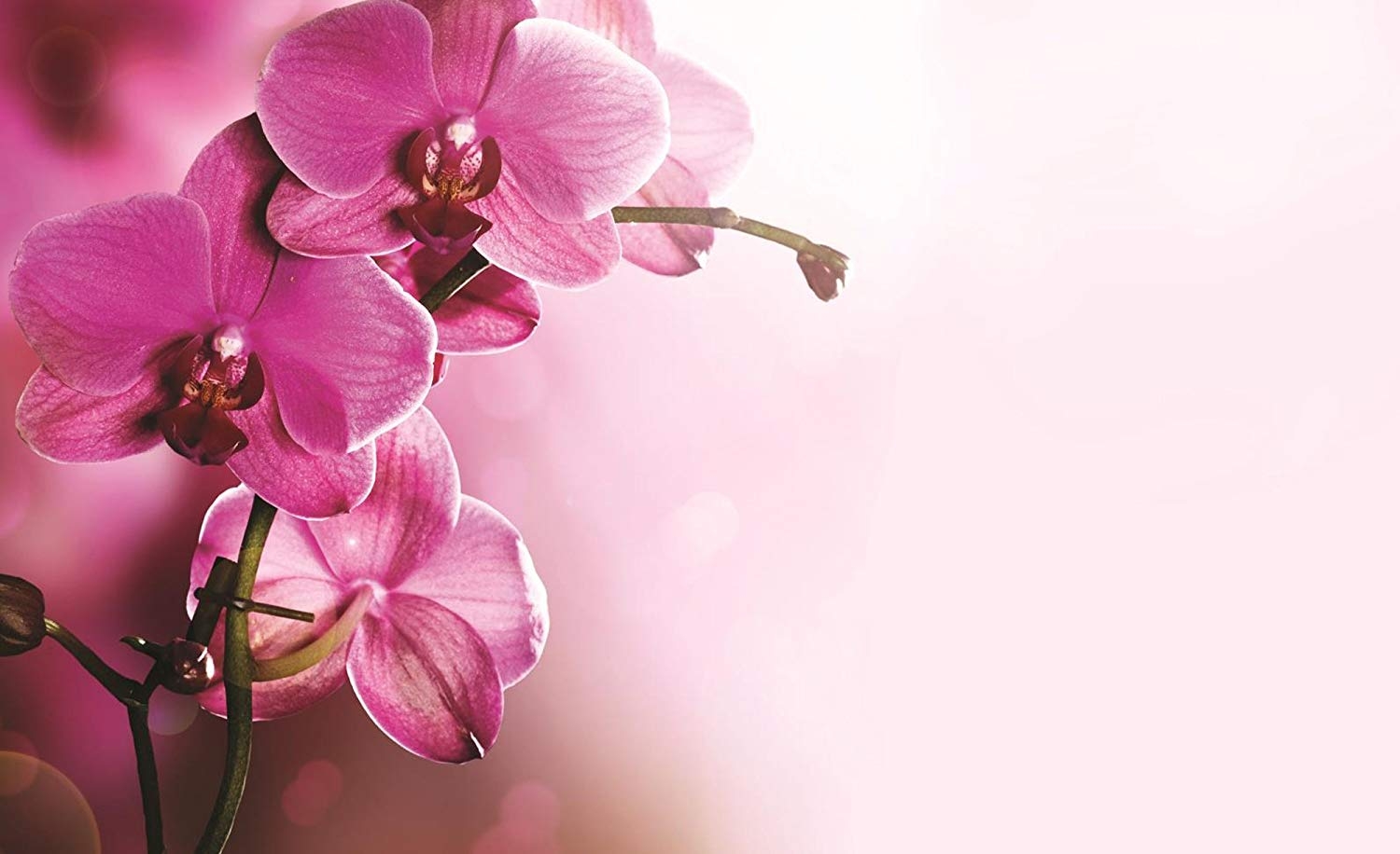 1500x920 Soft Pink Orchid Flowers Wallpaper Mural, Desktop