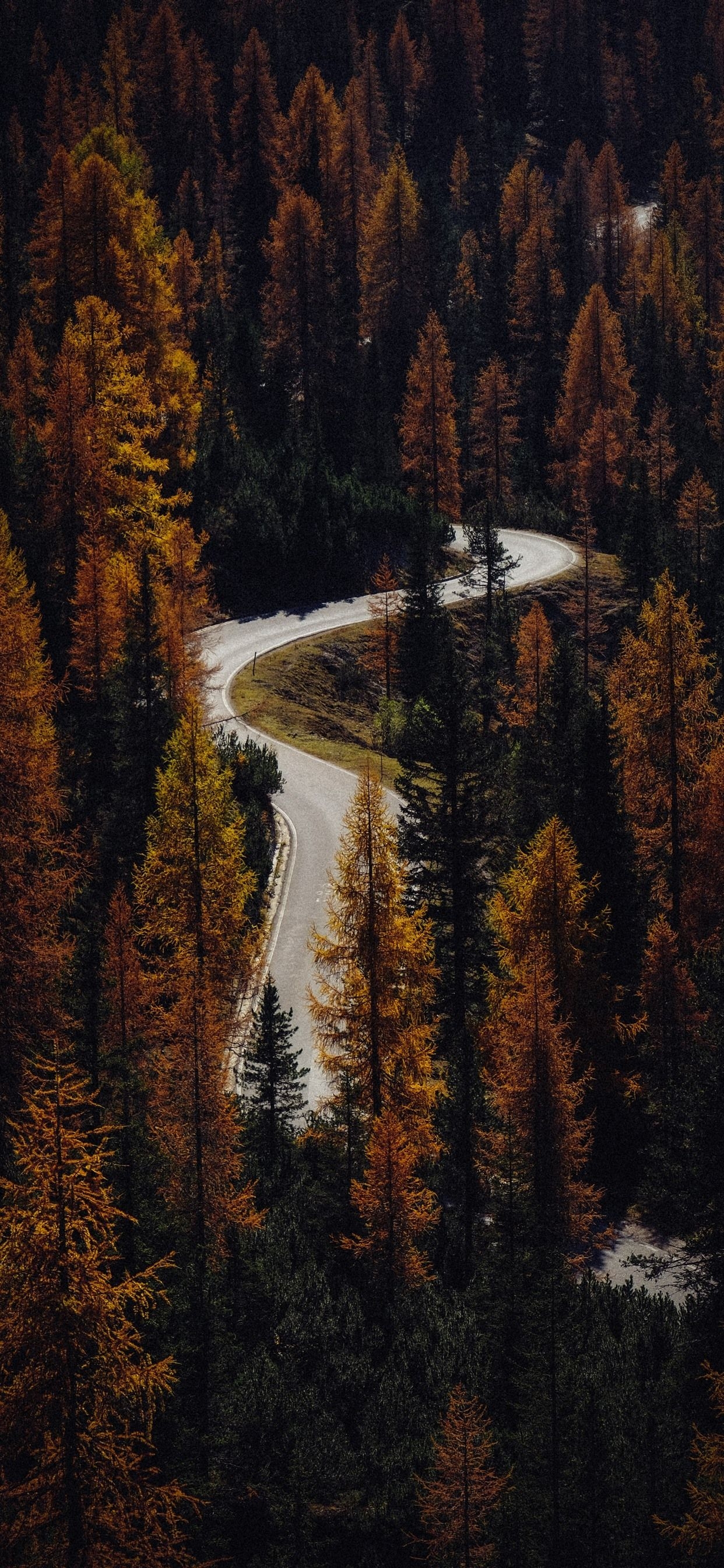 1250x2690 Bend Road, Conifers, Autumn  IPhone 11 Pro XS Max Wallpaper, Background, Picture, Image, Phone